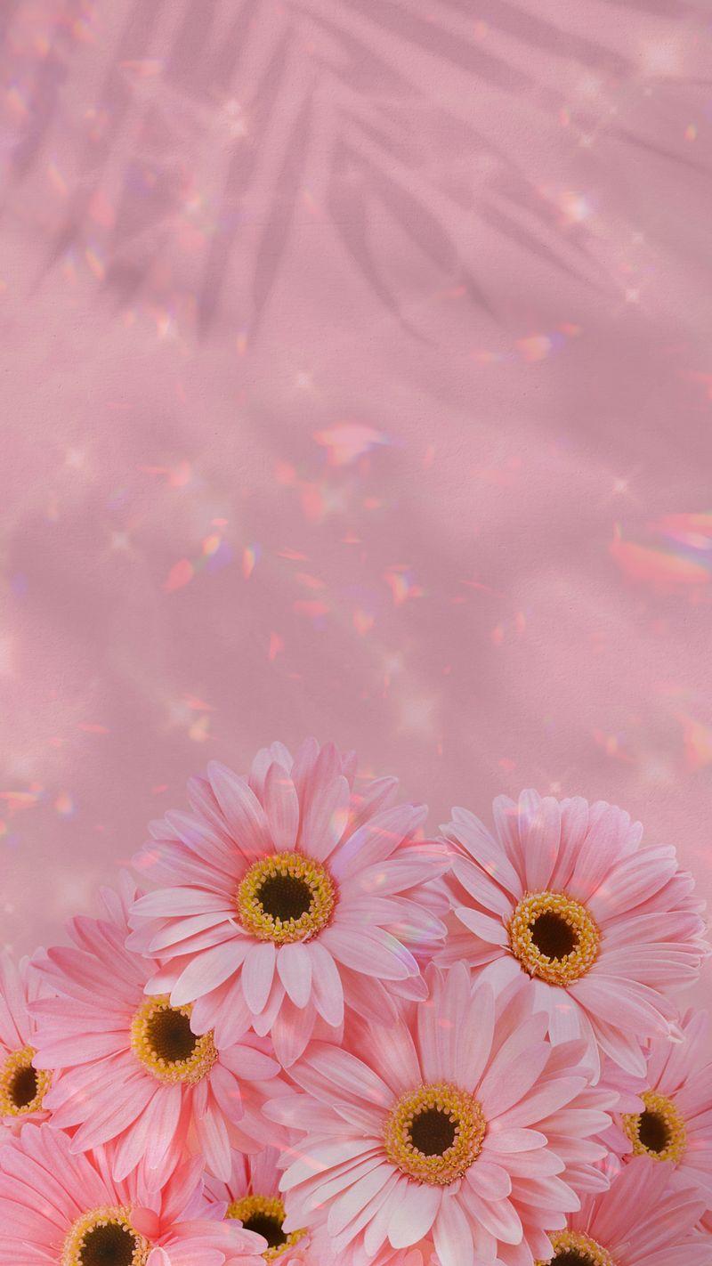 800x1422 Wallpaper Daisy Phone Image Wallpaper