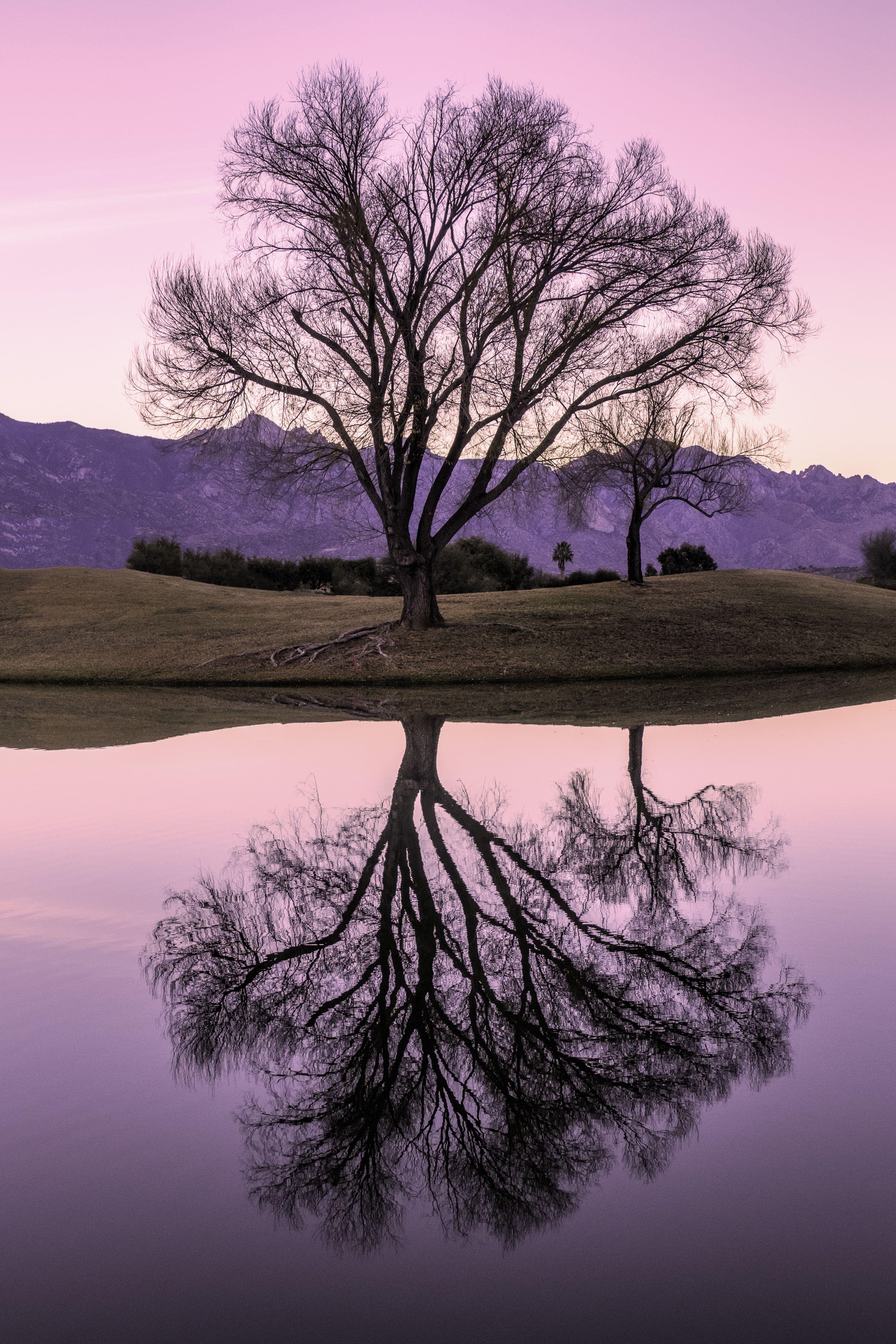 3587x5380 lone tree near body of water, willow, willow #Winter #Willow lone tree body of water #reflection #sunrise #nature #l. Landscape wallpaper, Landscape, HD wallpaper