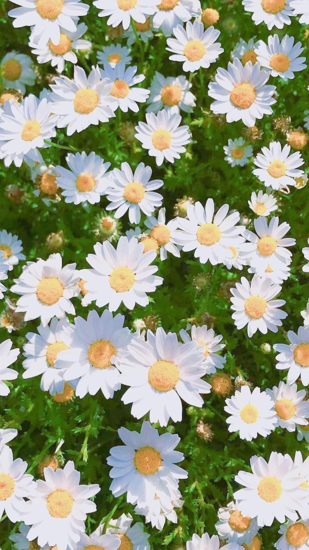 1200x2133 Daisy Aesthetic Wallpaper