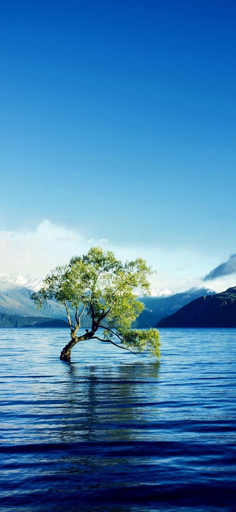 828x1792 Lonely Tree, Water, Lake, Mountains 828x1792 IPhone 11 XR Wallpaper, Background, Picture, Image