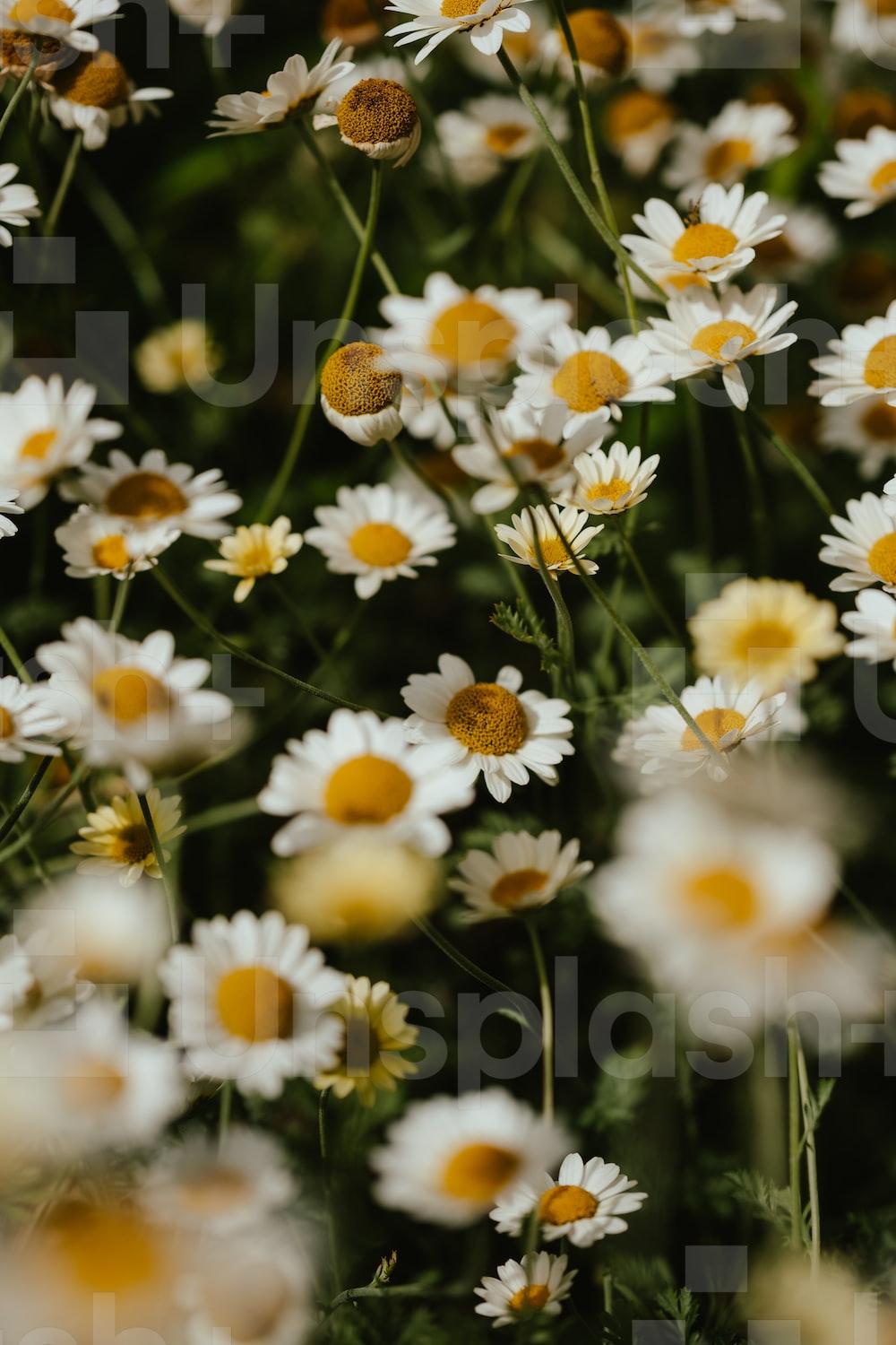 1000x1500 Daisies Picture [HQ]. Download Free Image
