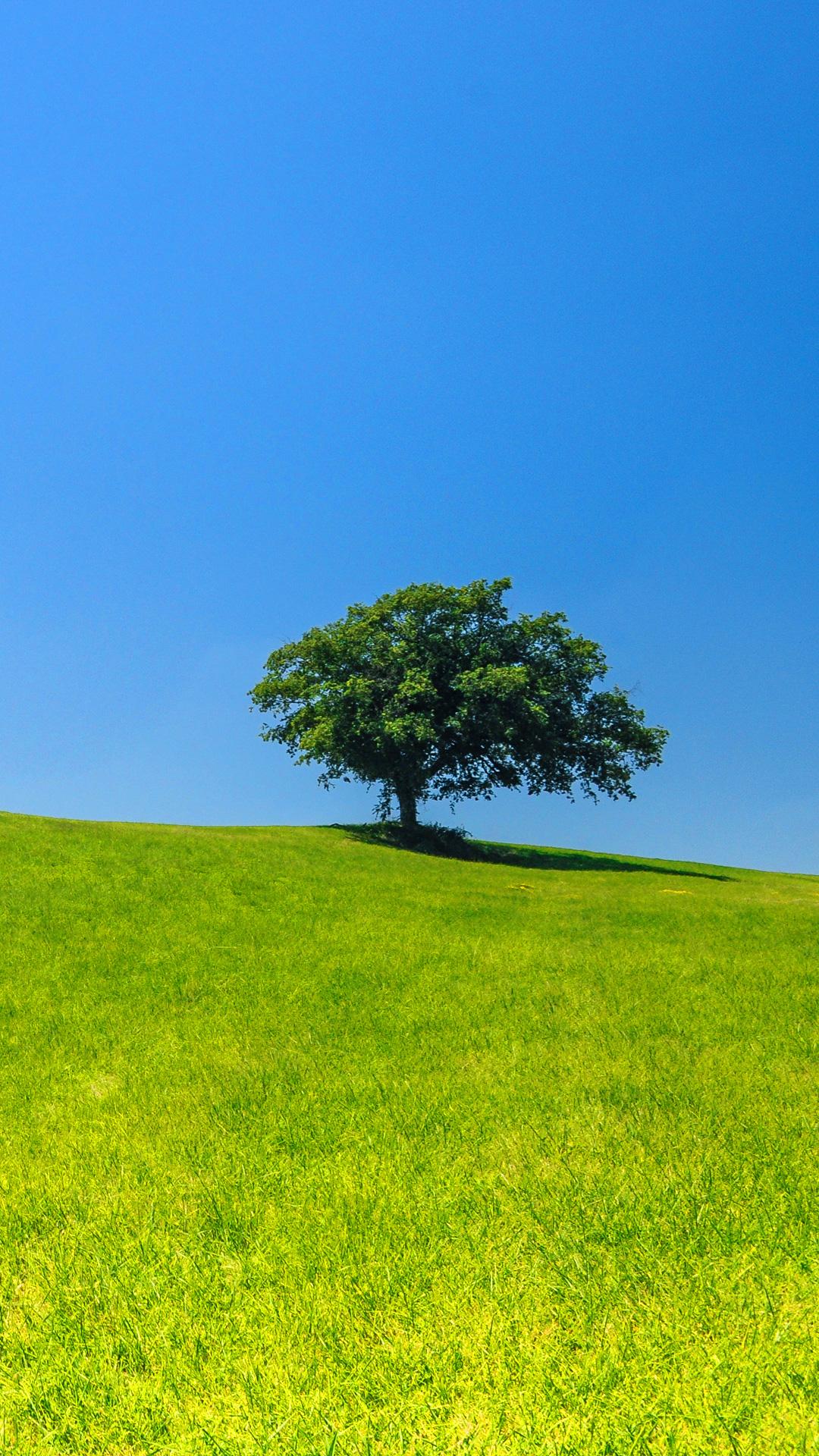 1080x1920 Lone Tree iPhone Wallpaper HD