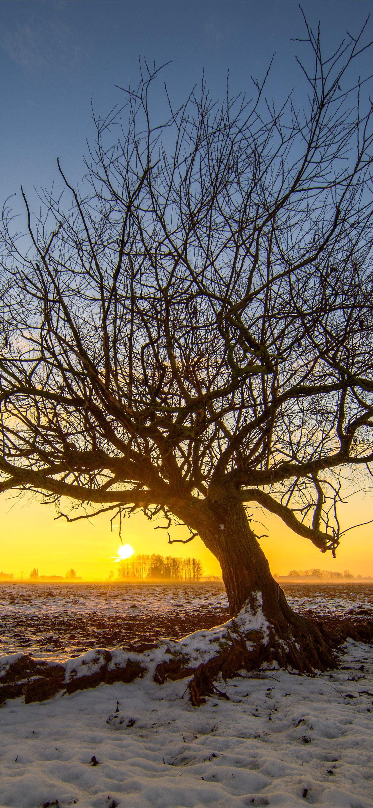 1284x2778 lone tree 5k iPhone Wallpaper Free Download
