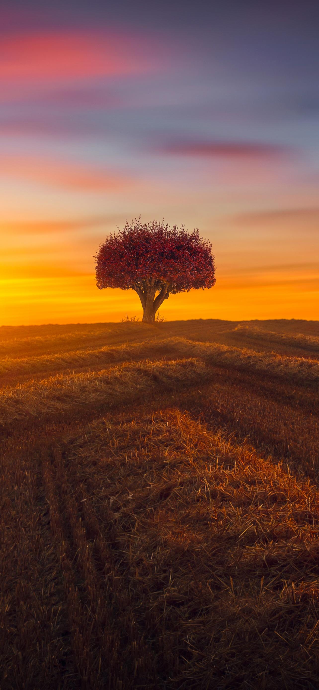 1284x2778 Lone tree Wallpaper 4K, Agriculture, Fields, Nature