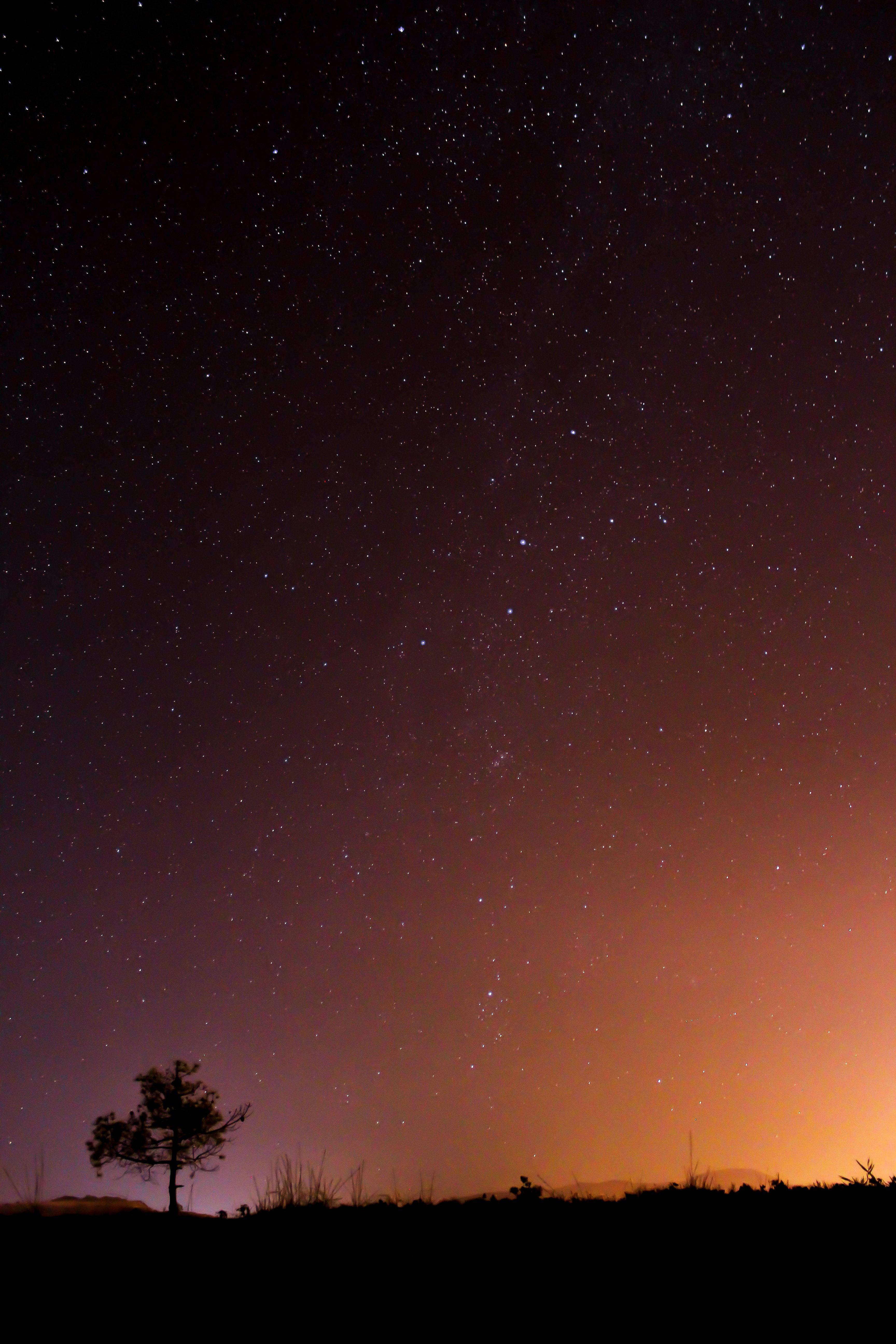3456x5184 Download Lonely Tree On A Starry Night iPhone Wallpaper