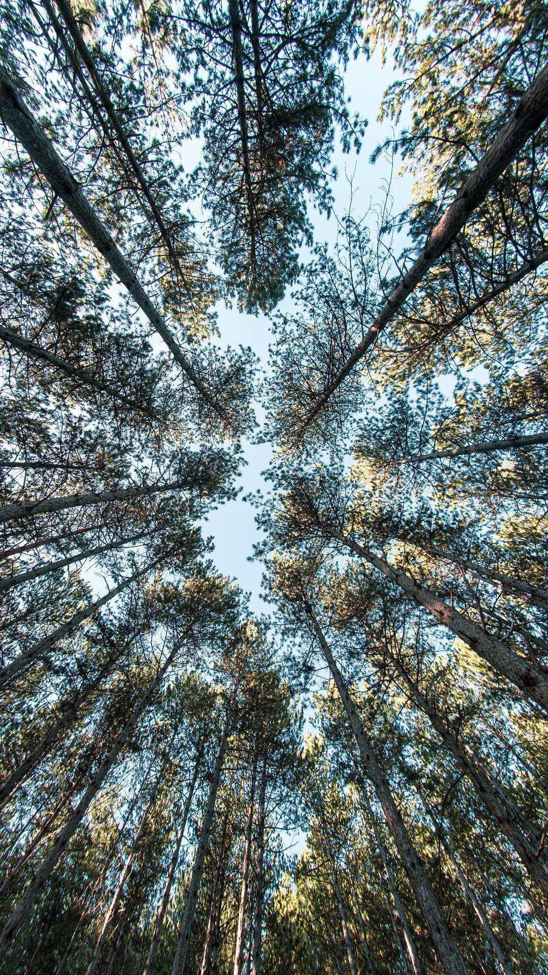 1080x1920 Best Tree iPhone Wallpaper