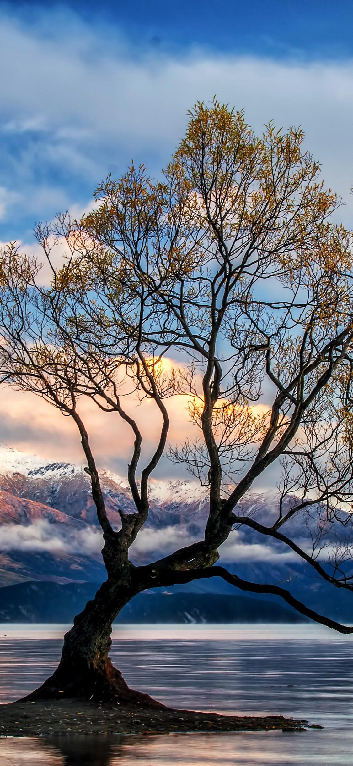 Lonely Tree iPhone Wallpapers Top Free Lonely Tree iPhone Backgrounds WallpaperAccess