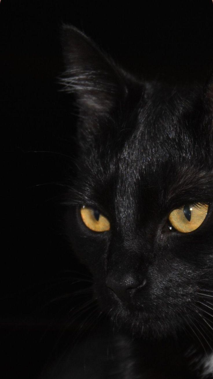 736x1308 iPhone Black Cat Wallpaper. Black cat picture, Black cat aesthetic, Cute cat wallpaper