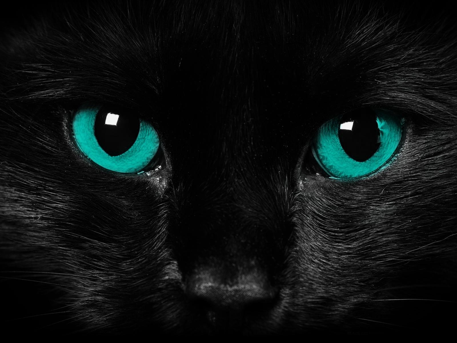 Cute Black Cat HD Wallpapers Top Free Cute Black Cat HD Backgrounds