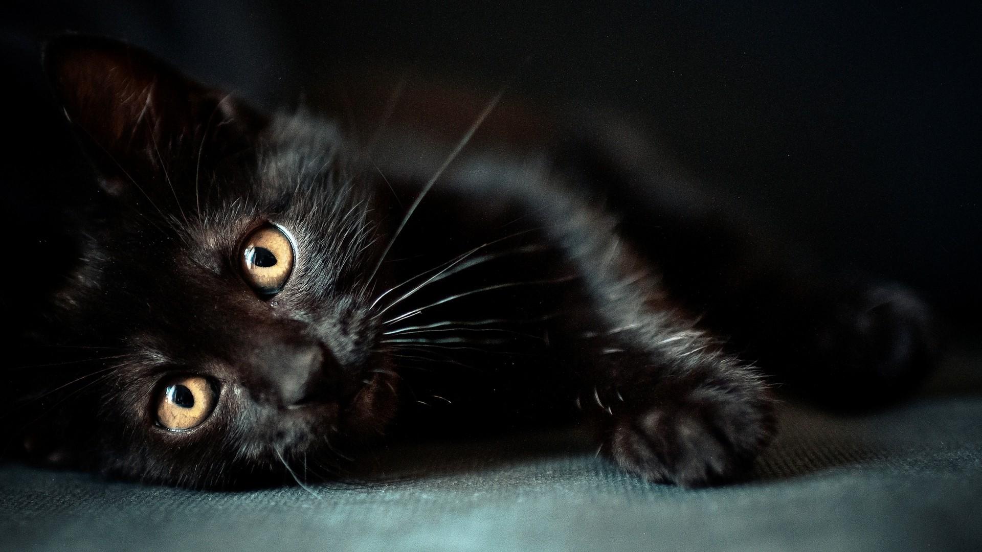 1920x1080 1920x1080 cat animals black cats wallpaper JPG 425 kB Gallery HD Wallpaper