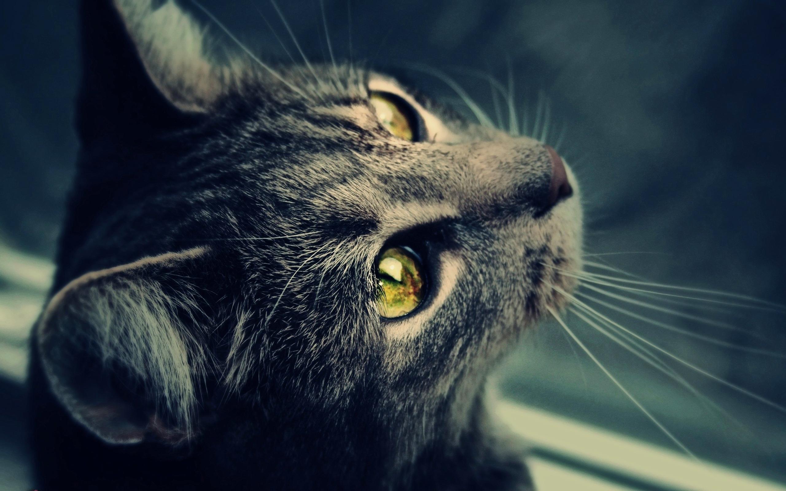 2560x1600 Cute Black Cat