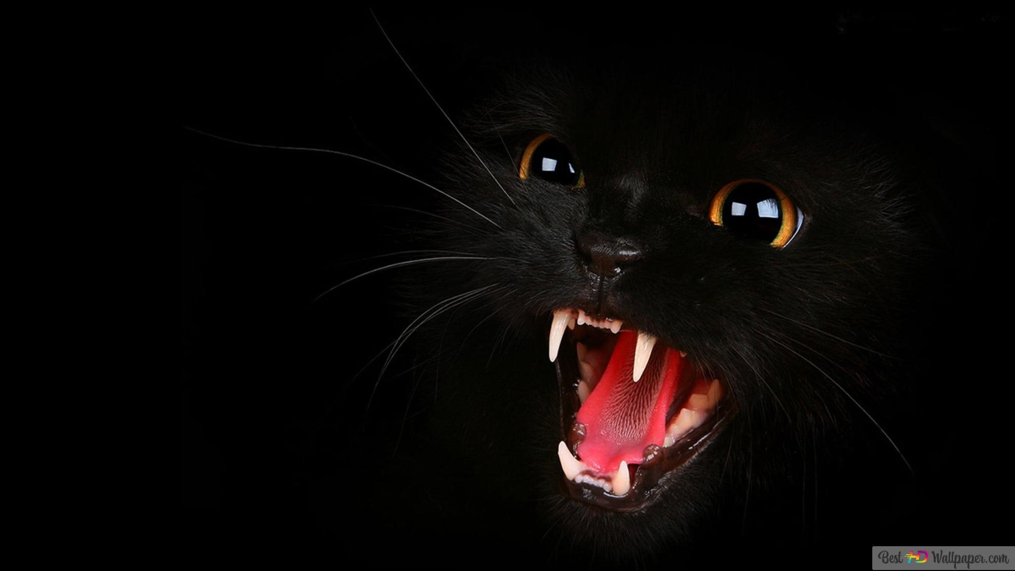 2048x1152 Black cat open mouth 4K wallpaper download