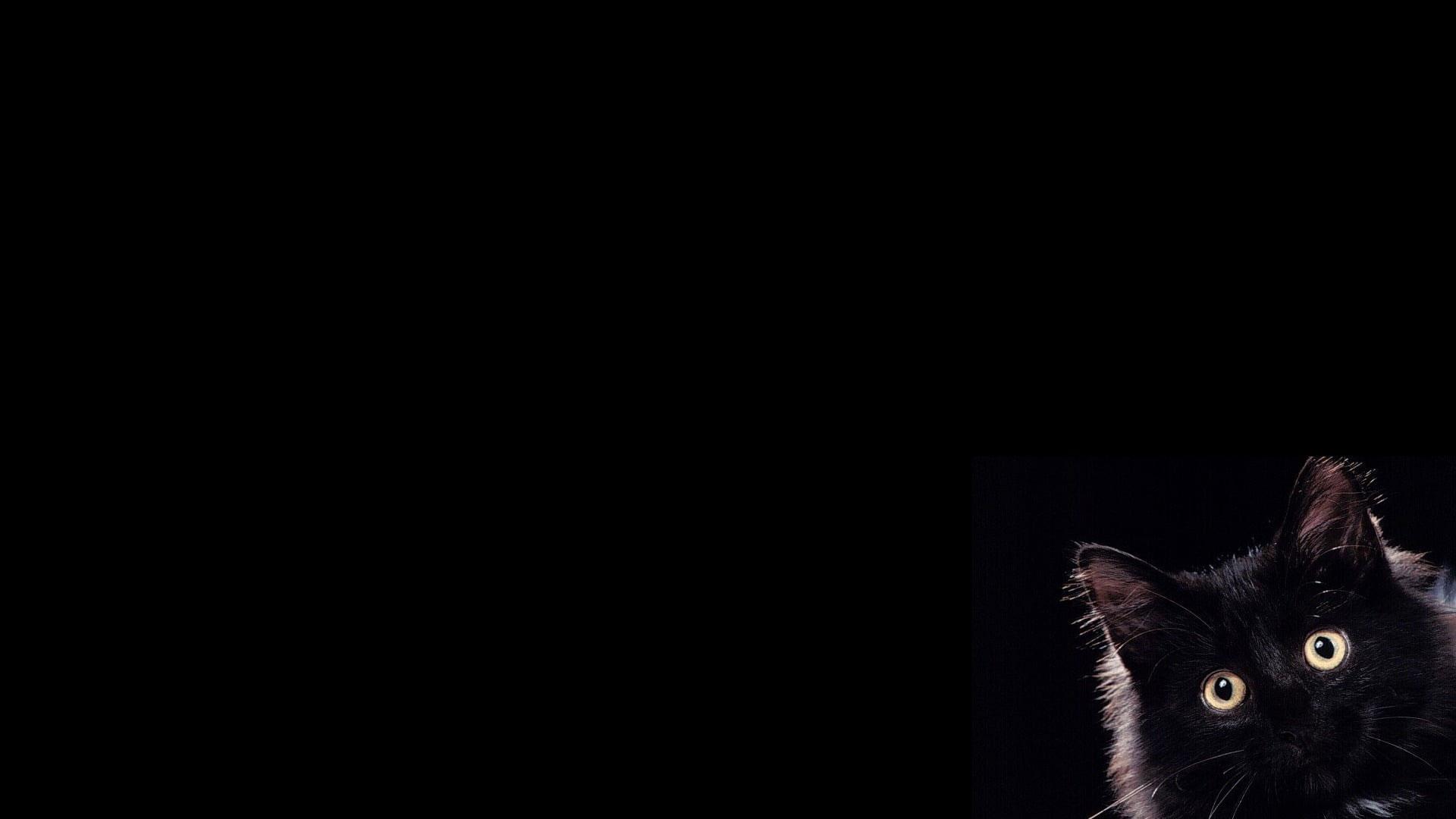 1920x1080 Black Cat Wallpaper, Pets, Animal Themes, Domestic, Domestic Cat, Domestic Animals