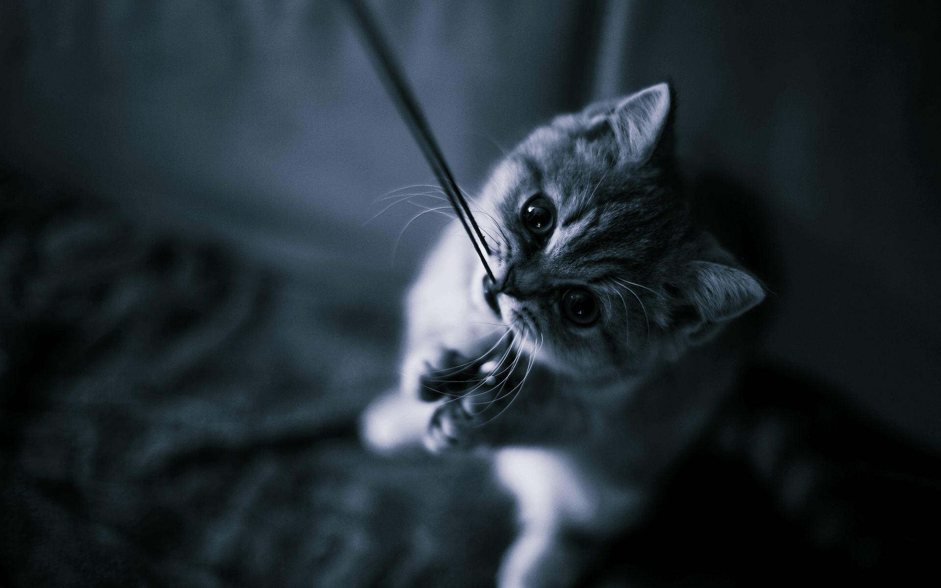 1920x1200 Cat Wallpaper Tumblr