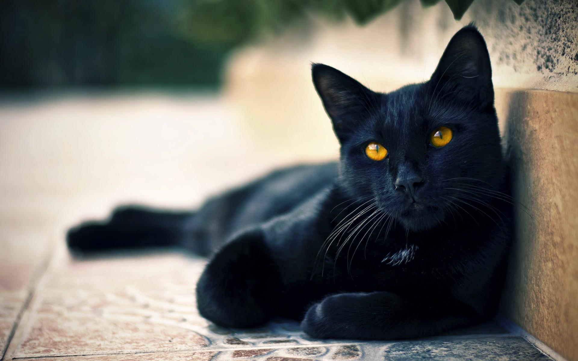 1920x1200 animals, hazel eyes, cat, black cats Gallery HD Wallpaper