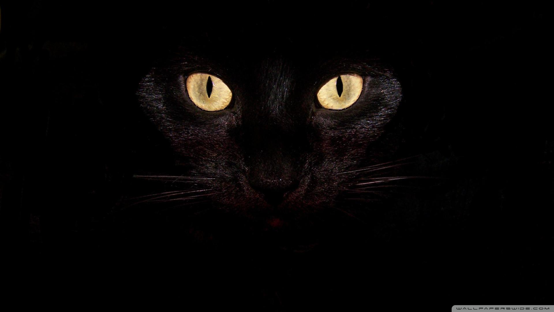 Cute Black Cat HD Wallpapers Top Free Cute Black Cat HD Backgrounds