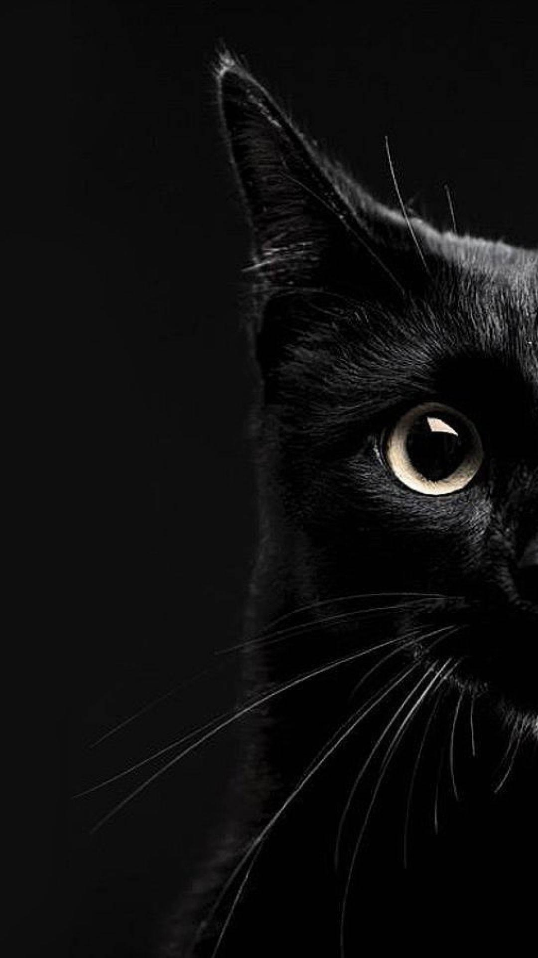 1080x1920 Download Aesthetic Half Shot Black Cat iPhone Wallpaper