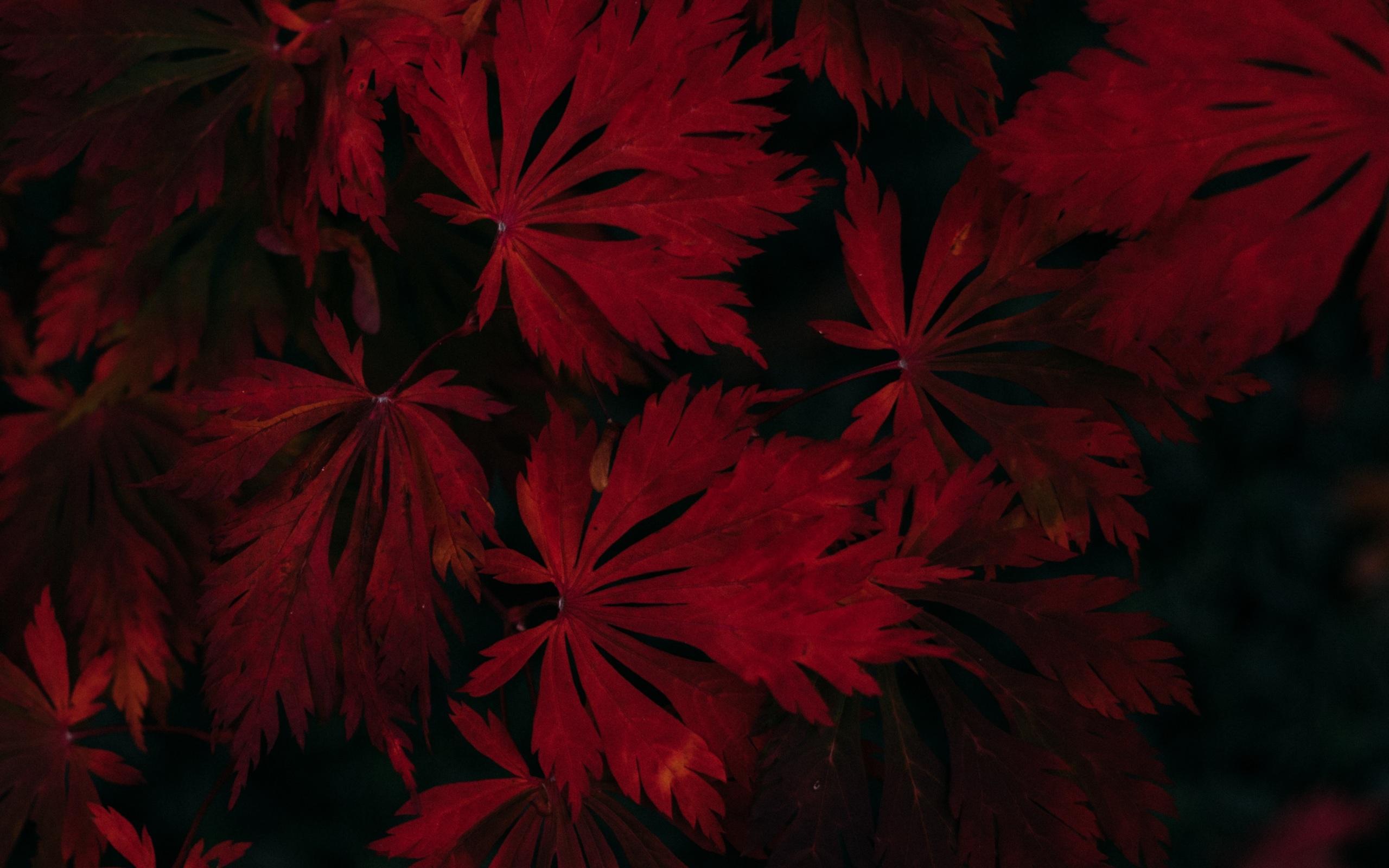 2560x1600 Wallpaper 4k leaves, red, black, dark, plant 4k Wallpaper