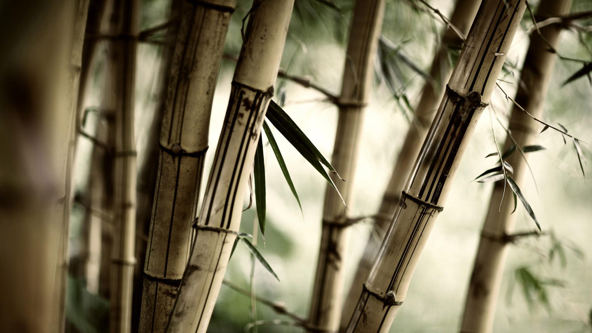 1920x1080 Zen Wallpaper