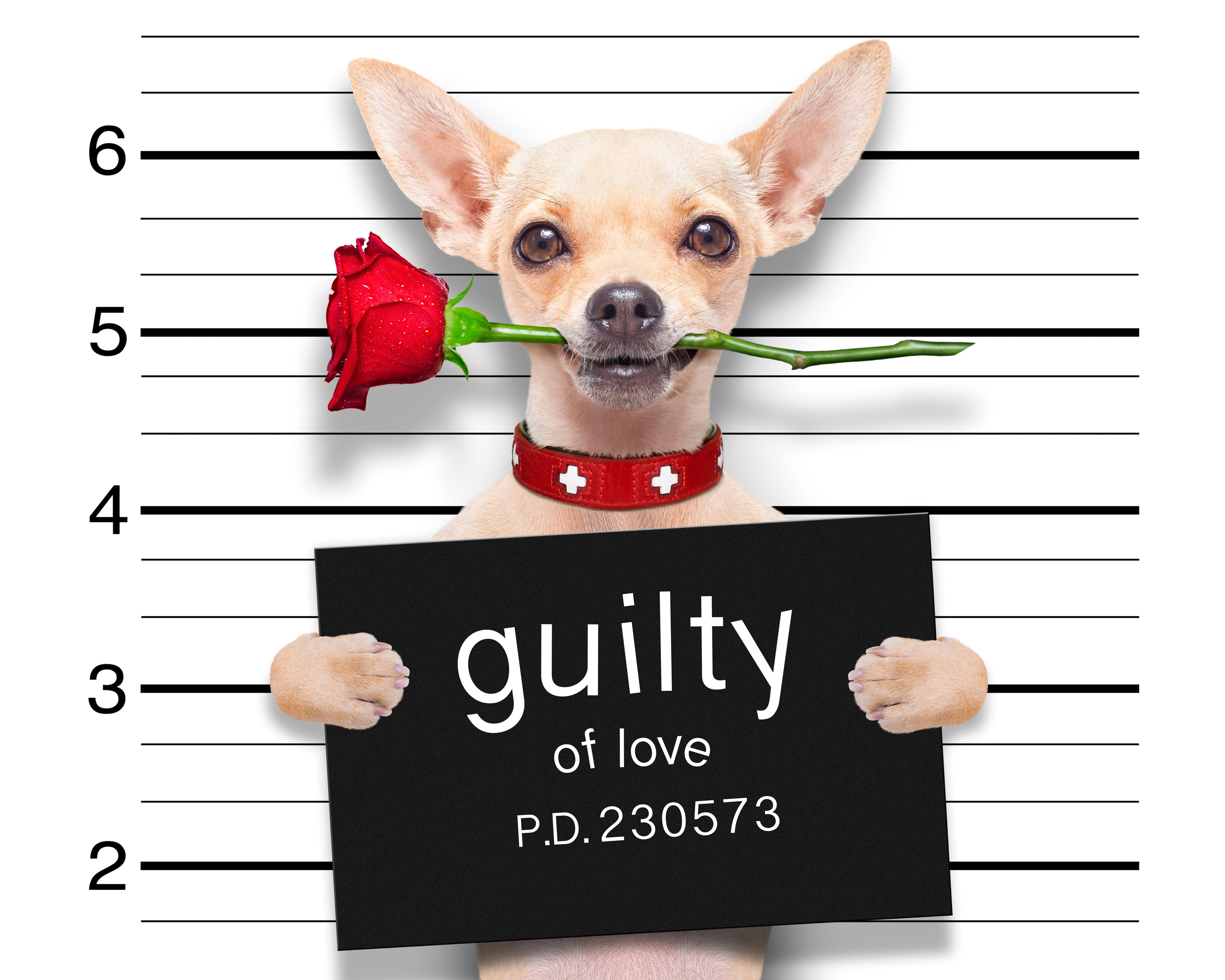 6000x4800 Picture Chihuahua Dogs English Funny Red Roses Animals 6000x4800