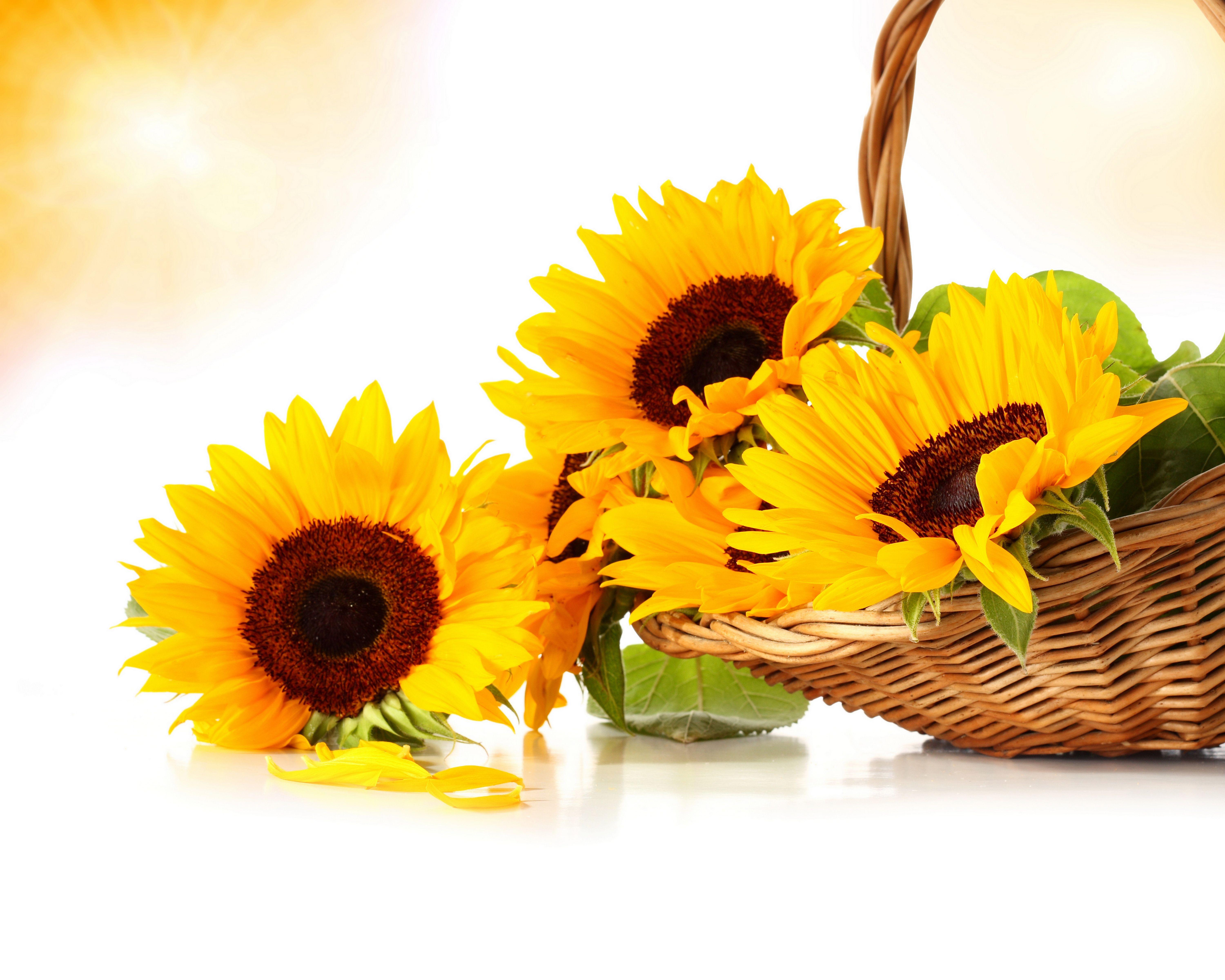 6000x4800 Wallpaper Flowers Sunflowers Wicker basket Three 3 6000x4800