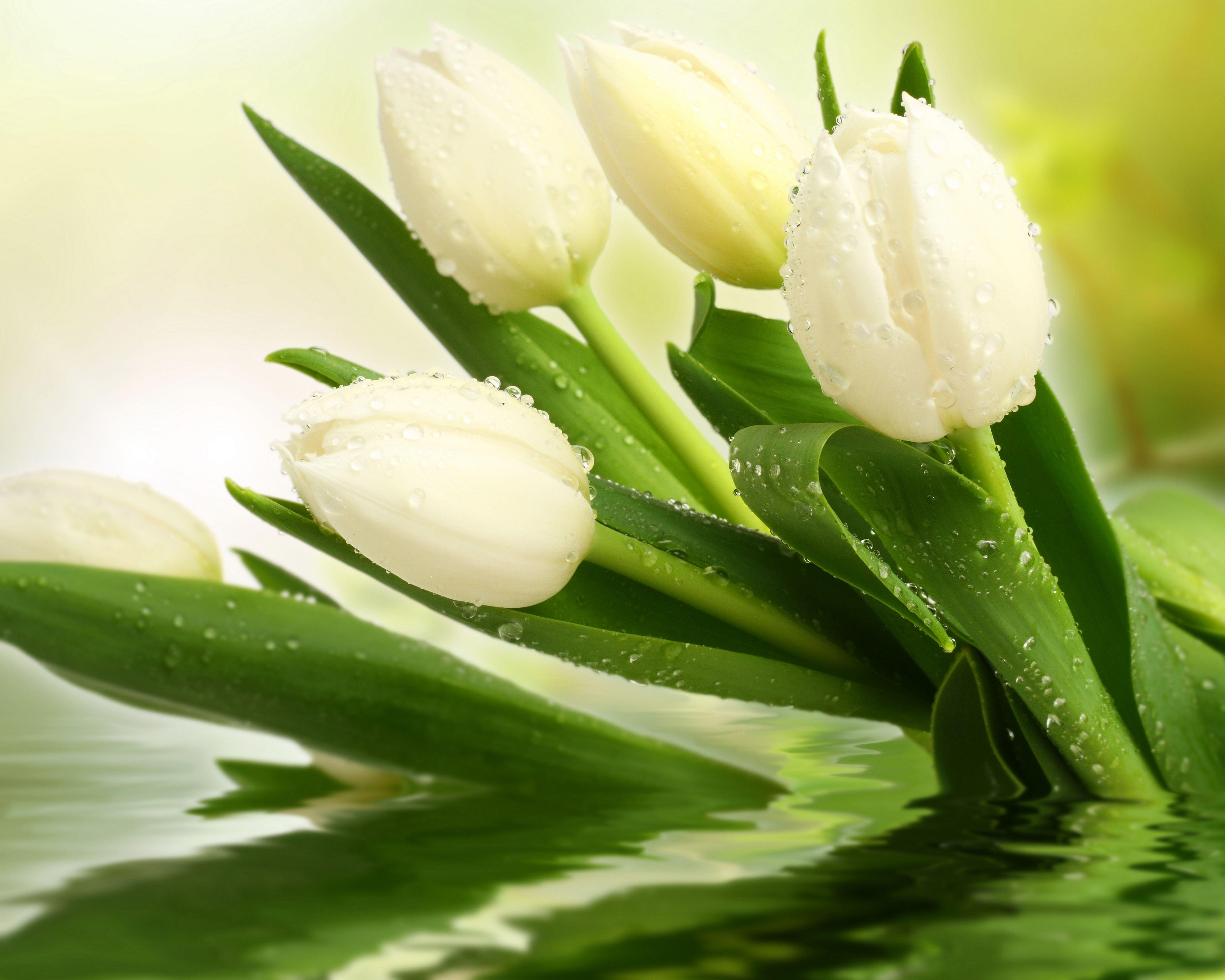 6000x4800 Picture White Tulips Drops flower Closeup 6000x4800