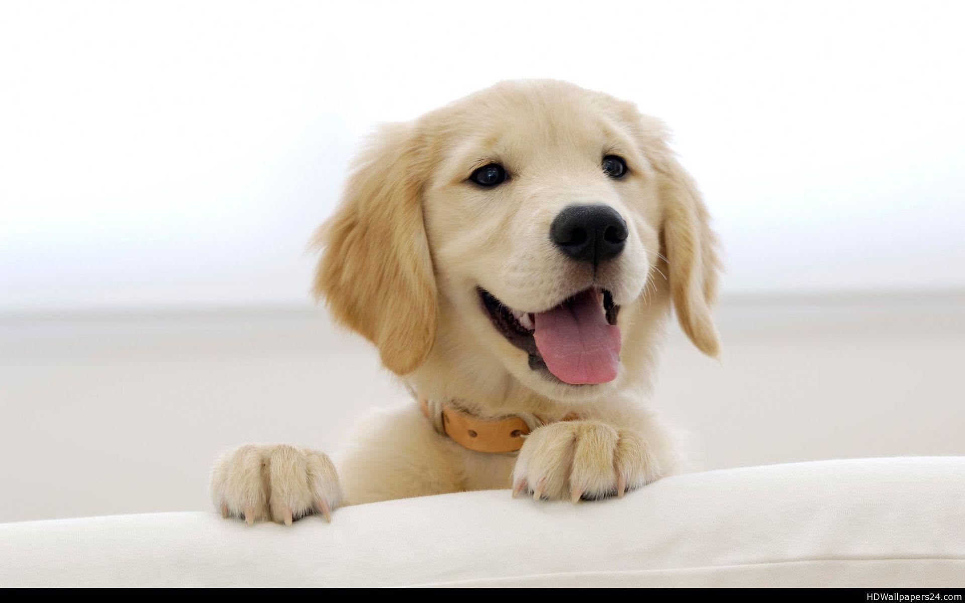 77+ Desktop Golden Retriever Dog Wallpaper