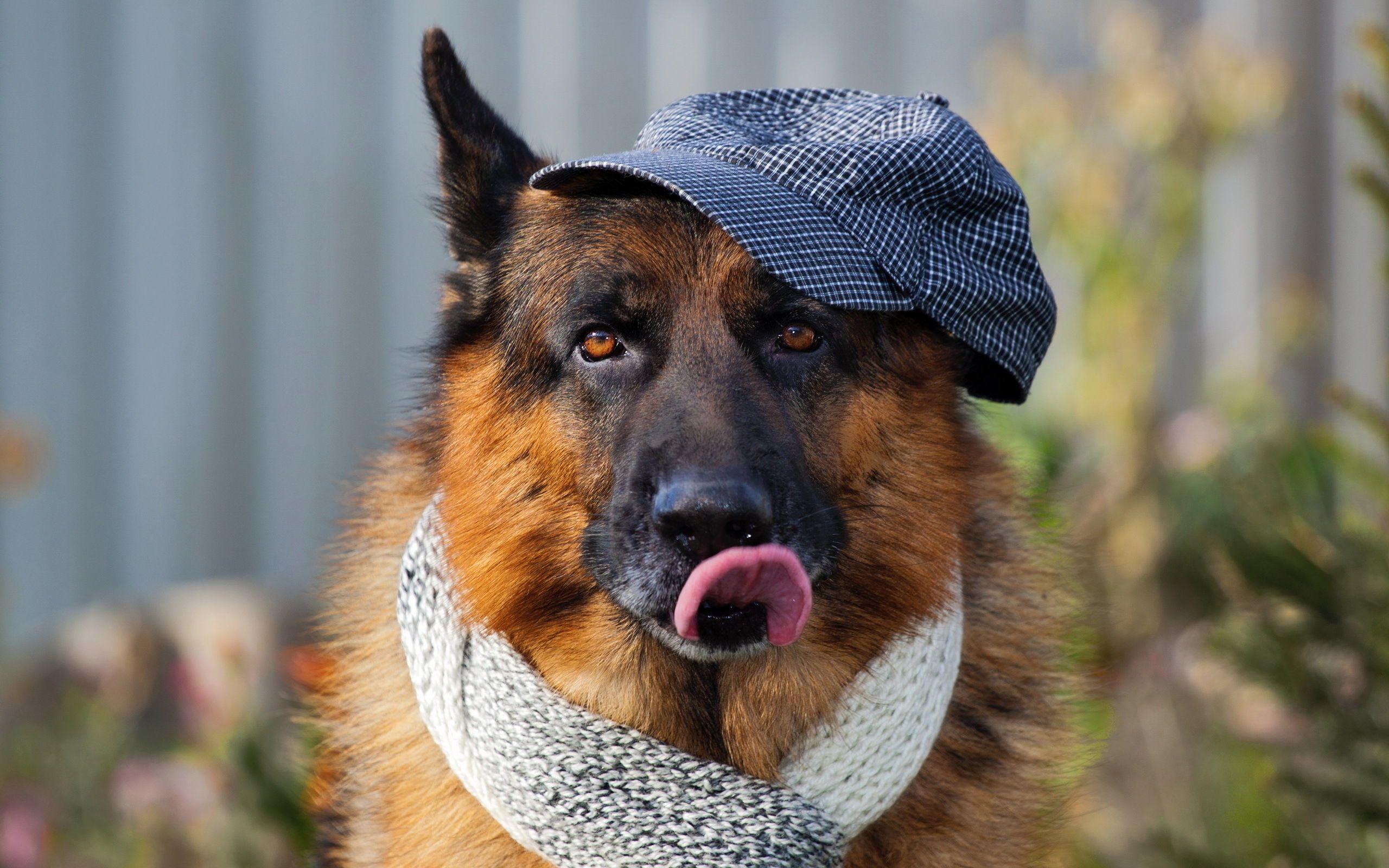 2560x1600 German Shepherd Wallpaper
