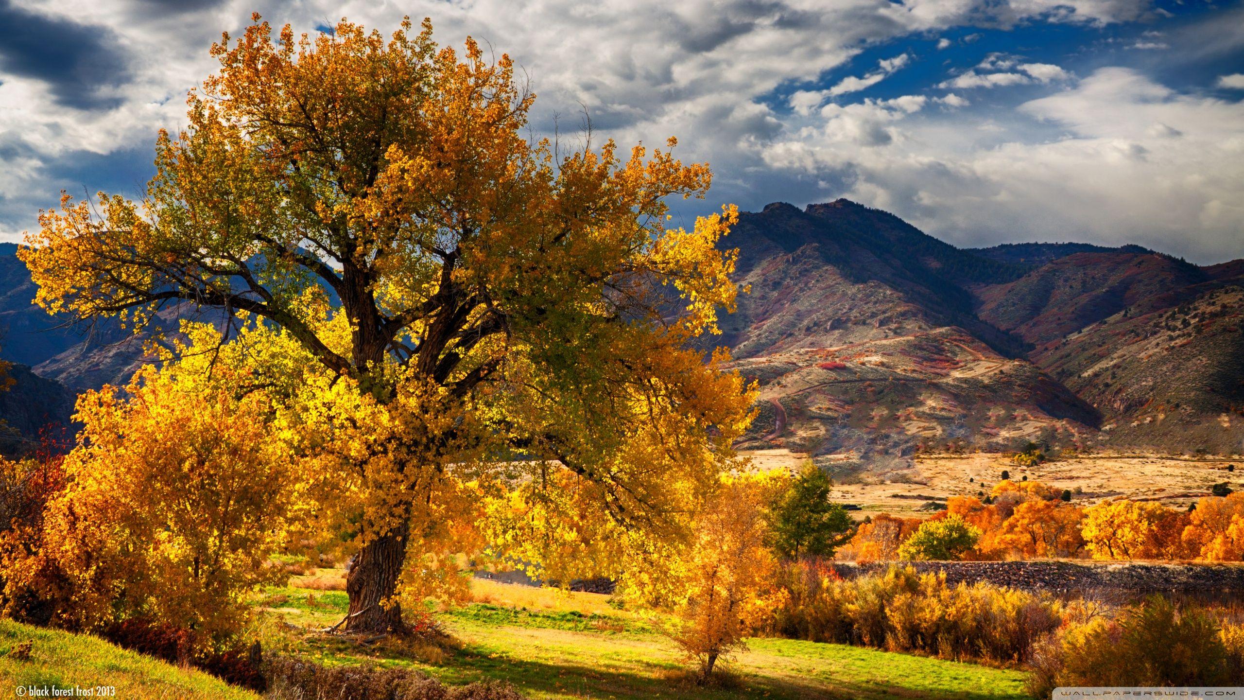 2560x1440 Phong cảnh mùa thu tuyệt đẹp Colorado ❤ Hình nền máy tính để bàn HD 4K cho 4K