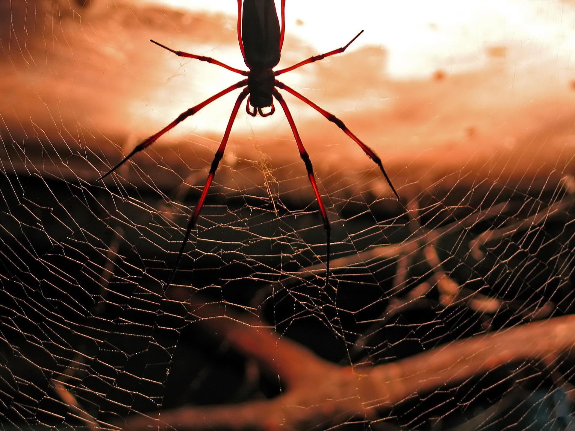 1920x1440 Cool Spider Wallpaper
