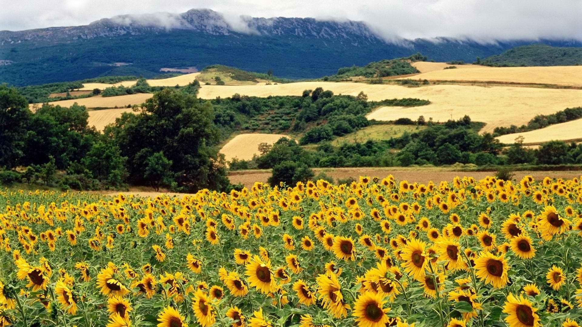 1920x1080 Nature Spain parks wallpaperx1080. Nature desktop wallpaper, Nature desktop, Flowers nature
