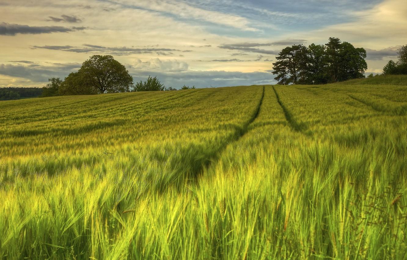 1332x850 Wallpaper field, summer, nature, the evening, Sweden image for desktop, section природа