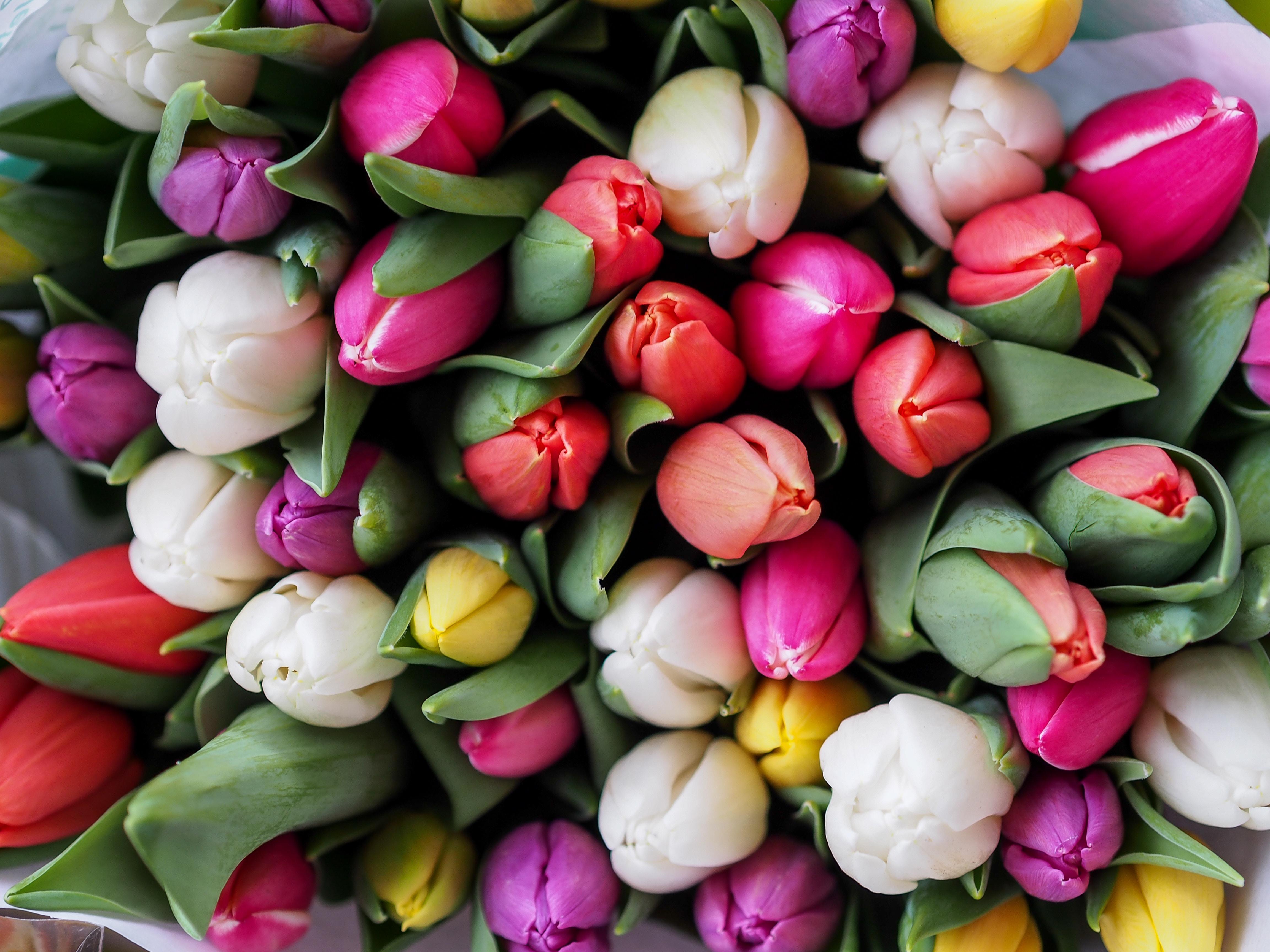 4608x3456 4608x3456 flower, love, pastel, blooom, photoynthesis, Public domain image, tulip, flora, spring, flower wallpaper, color, flower background, valentine, bright, floral background, bouquet, wallpaper, rose, blossom, almost, petal