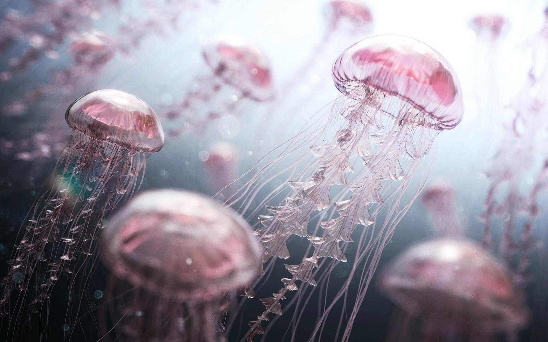 Jellyfish Art Wallpapers - Top Free Jellyfish Art Backgrounds