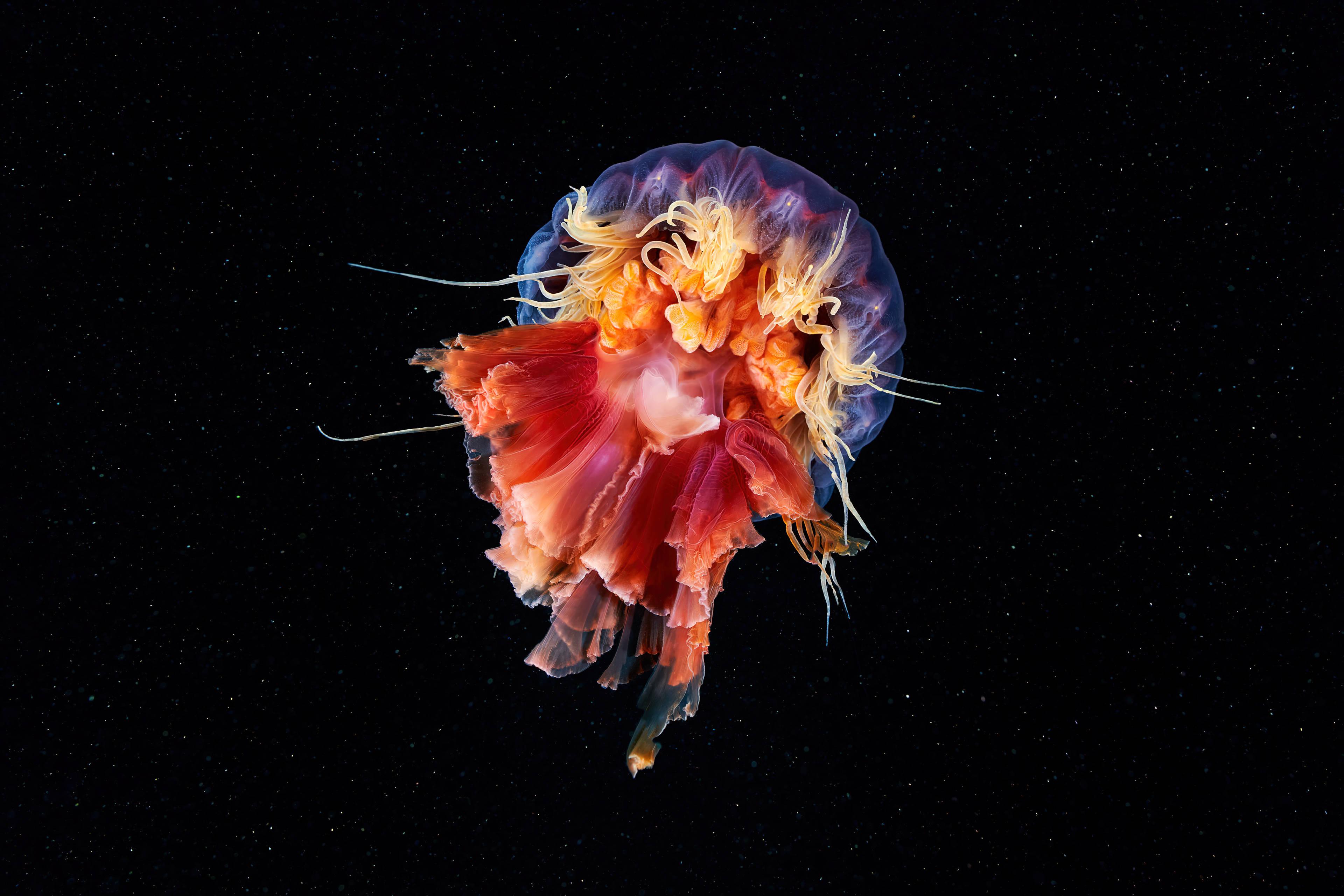 3840x2560 Download Jellyfish Art In Black Space Wallpaper