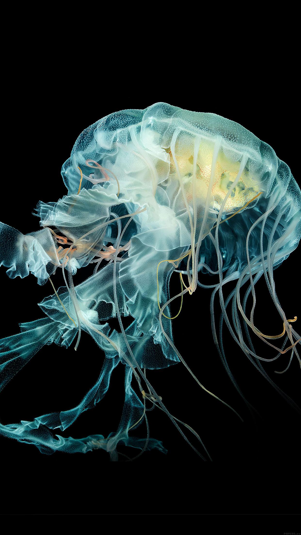 1242x2208 iPhoneXpapers watch wallpaper jellyfish art nature