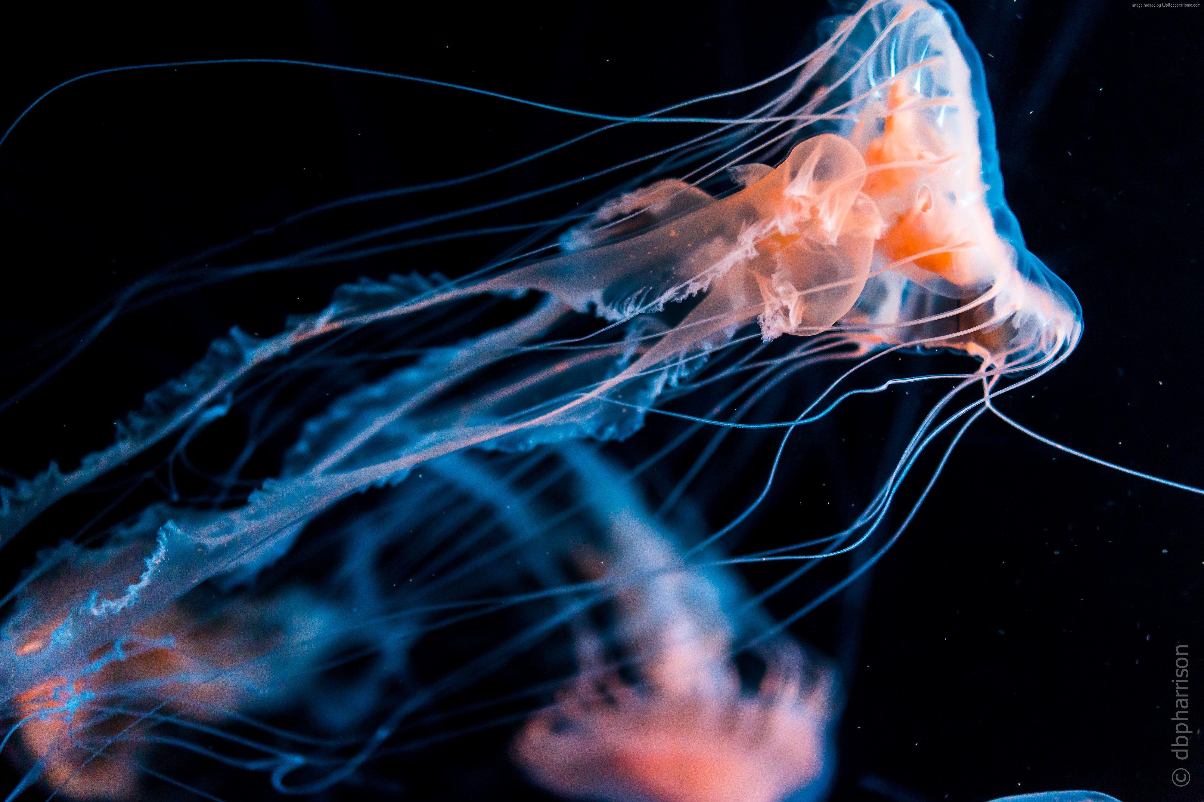 4000x2667 Jellyfish Wallpaper, Animals / Aquatic: Jellyfish, diving, tourism. Jellyfish, Pet birds, Underwater