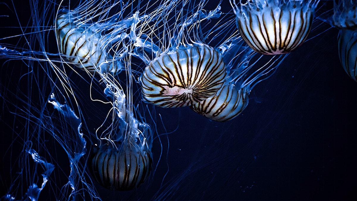 1200x675 Public Domain Jellyfish Image Wallpaper