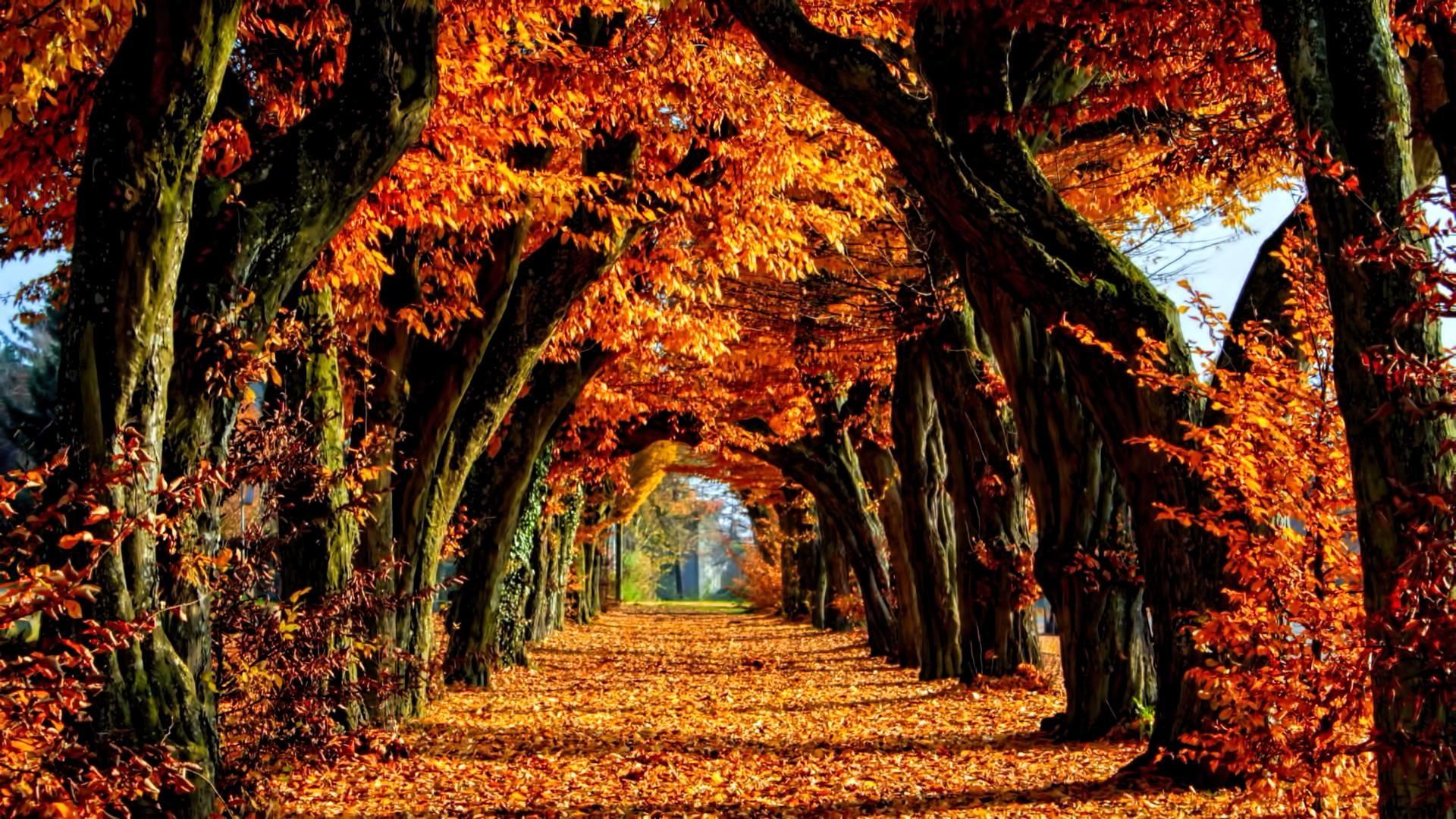 1920x1080 Fall Colors Wallpaper