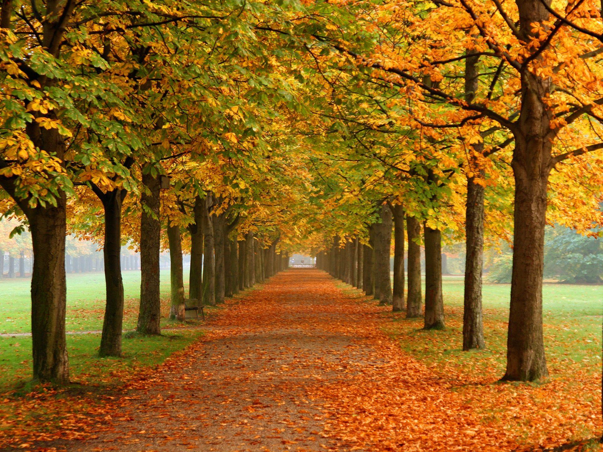 1920x1440 Fall Nature Wallpaper Autumn Leaves 3D Fall Colors 0974 :