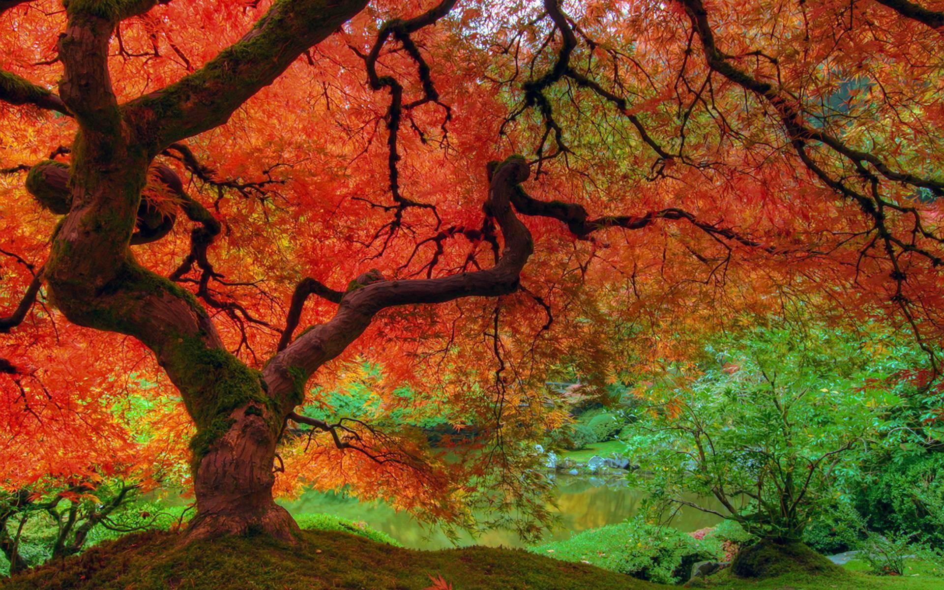 1920x1200 Fall Colors Desktop Wallpaper
