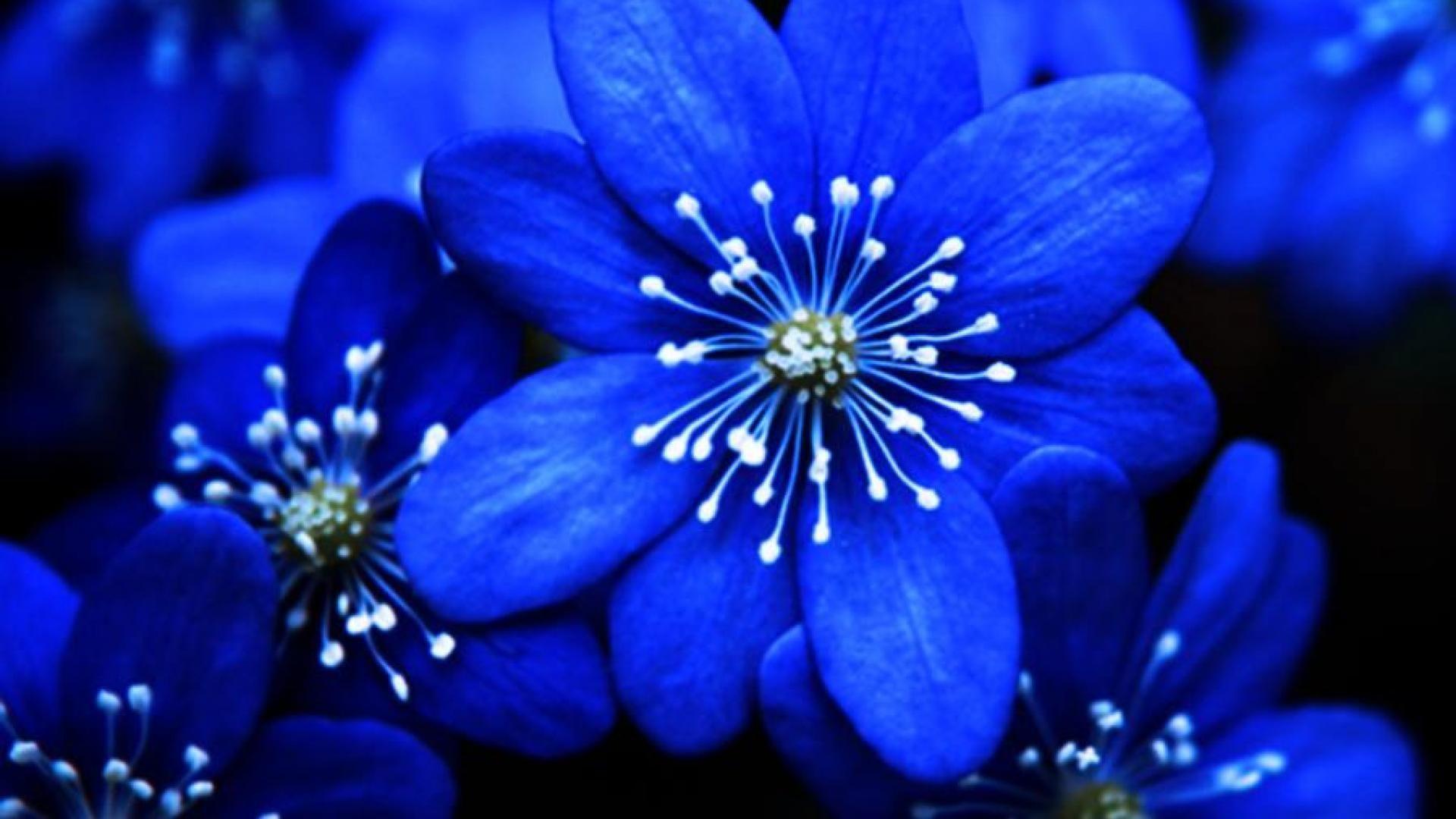 Blue Flowers Desktop Wallpapers - Top Free Blue Flowers Desktop Backgrounds  - WallpaperAccess