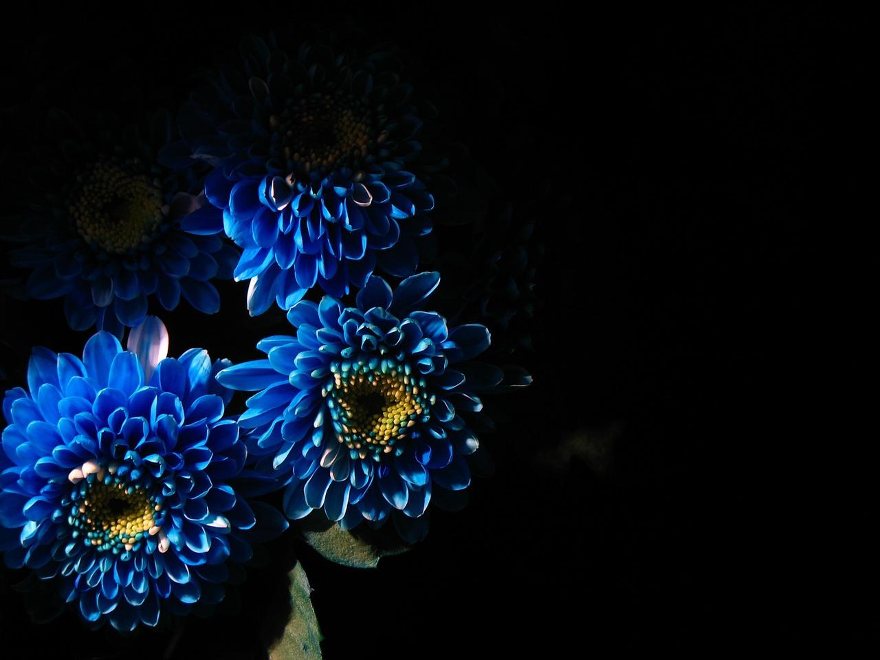 Dark Blue Flower Wallpapers Top Free Dark Blue Flower Backgrounds