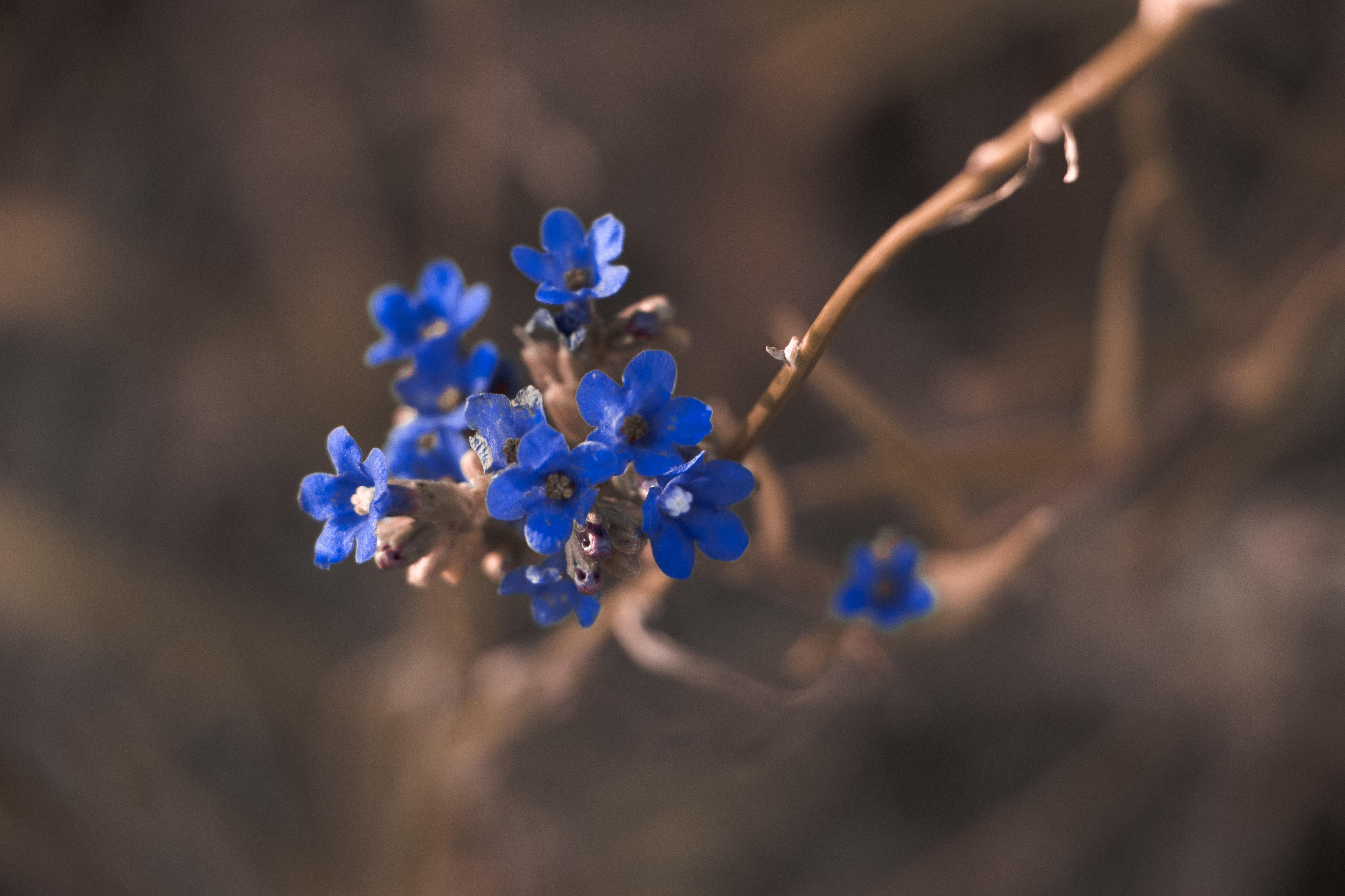 5184x3456 Blue Flowers Photo, Download The BEST Free Blue Flowers & HD Image