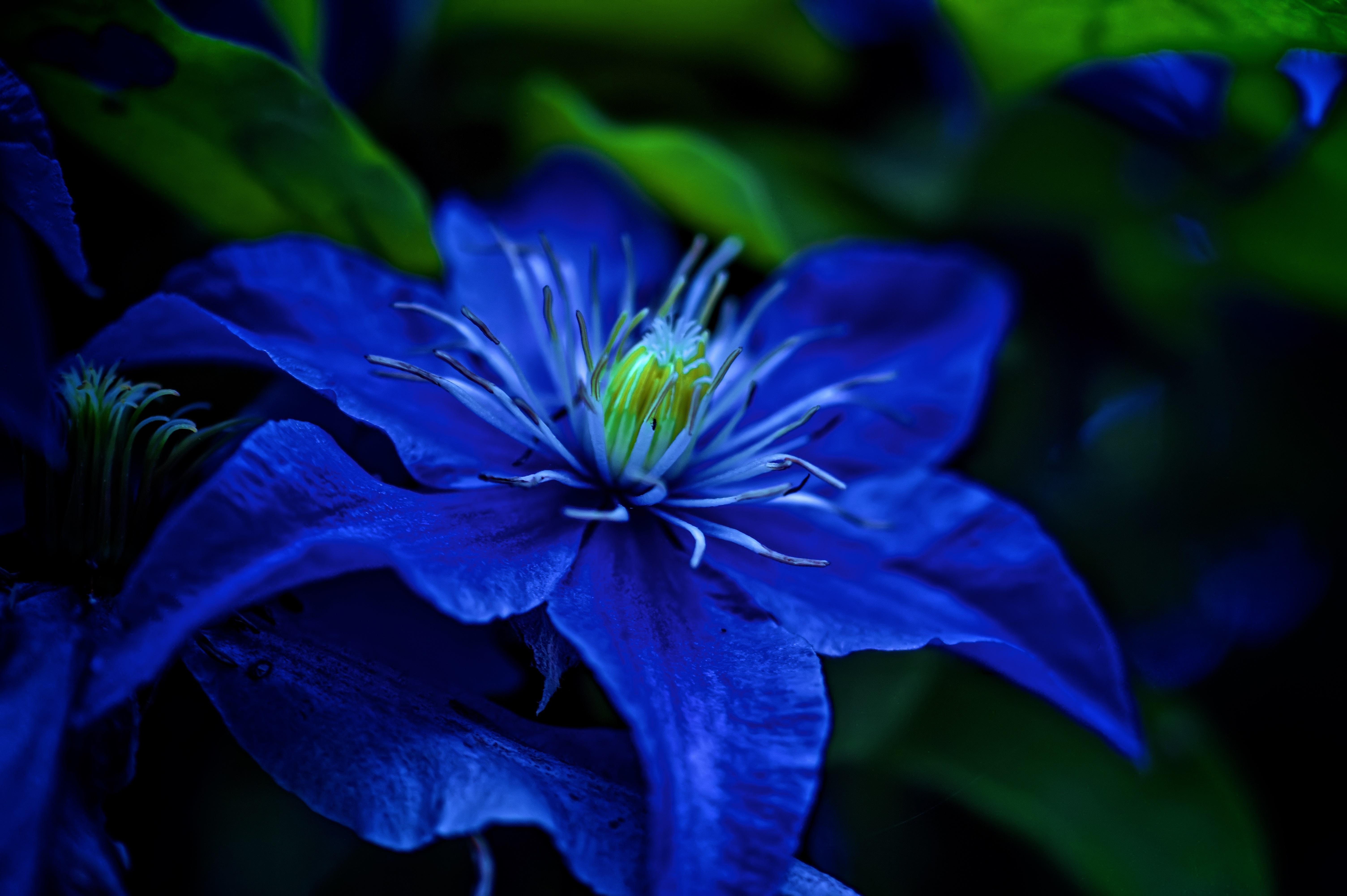 Darkest Blue Flowers: The Deepest Hues in Nature’s Bloom