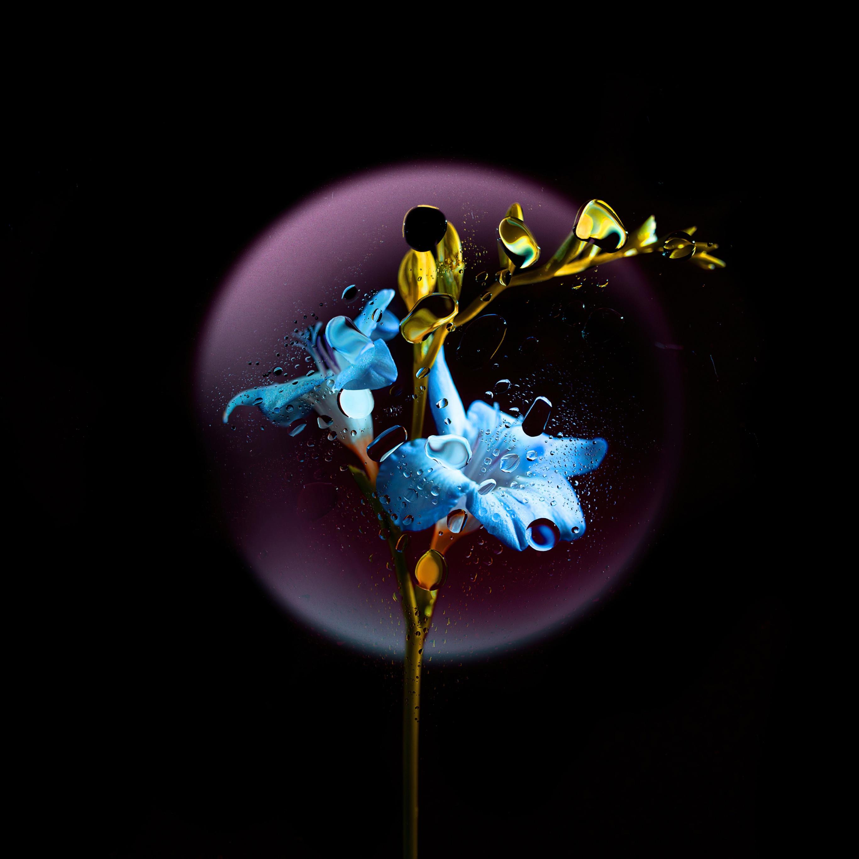 Dark Blue Flower Wallpapers Top Free Dark Blue Flower Backgrounds WallpaperAccess