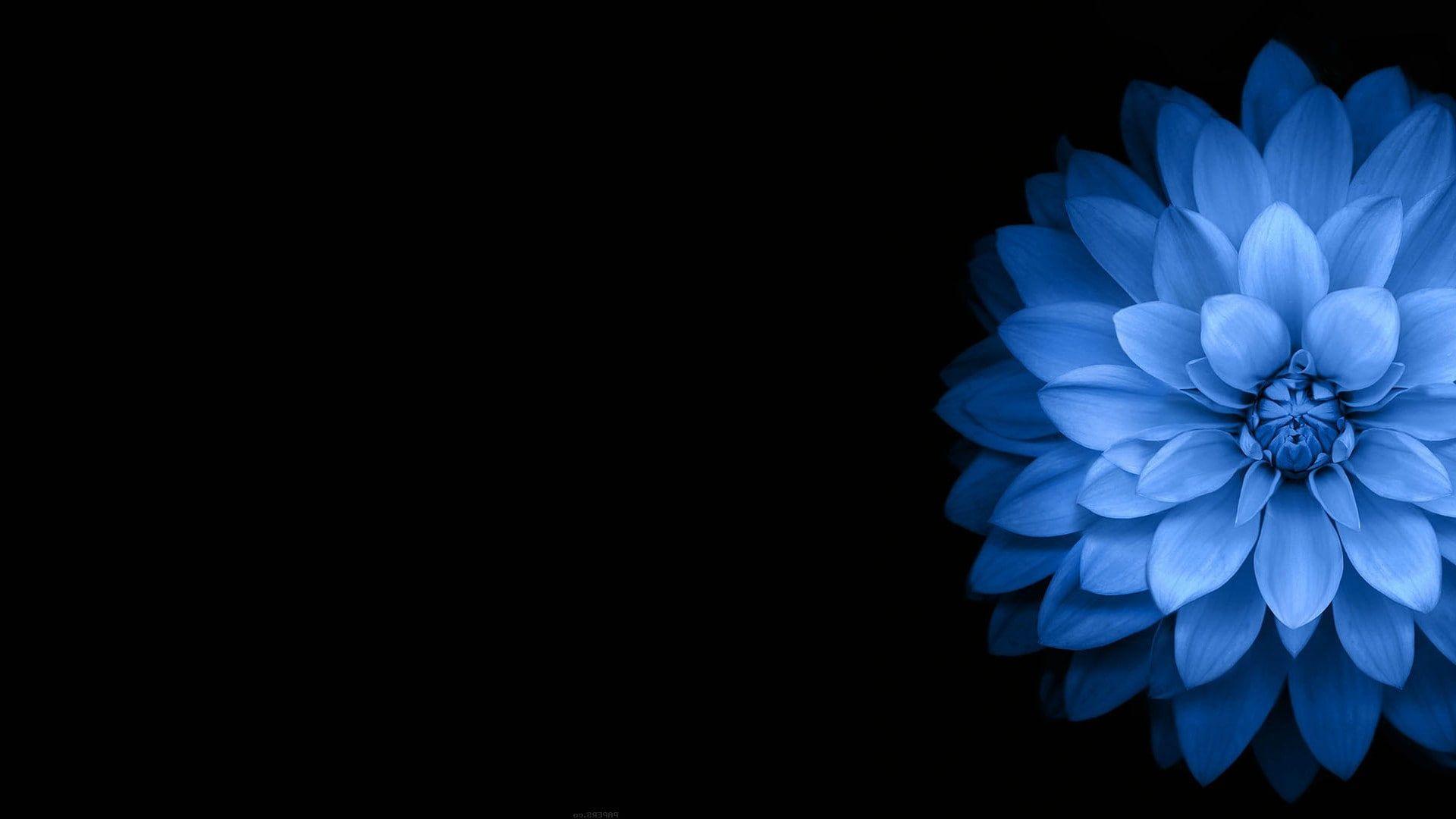 1920x1080 black #blue #Dark #flowers P #wallpaper #hdwallpaper #desktop. Blue flower wallpaper, Flower wallpaper, Purple flowers wallpaper