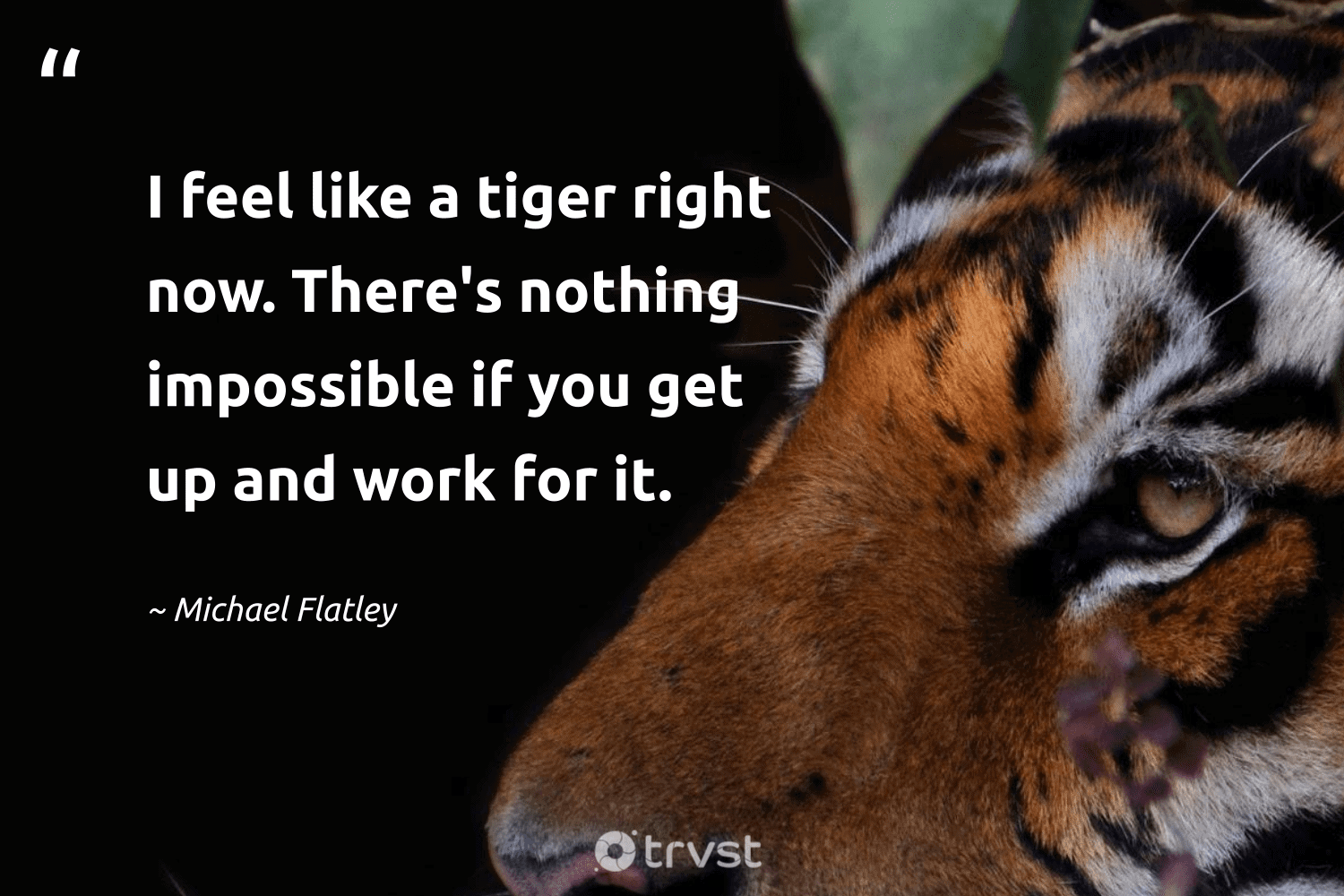 Tiger Motivational Wallpapers - Top Free Tiger Motivational Backgrounds ...