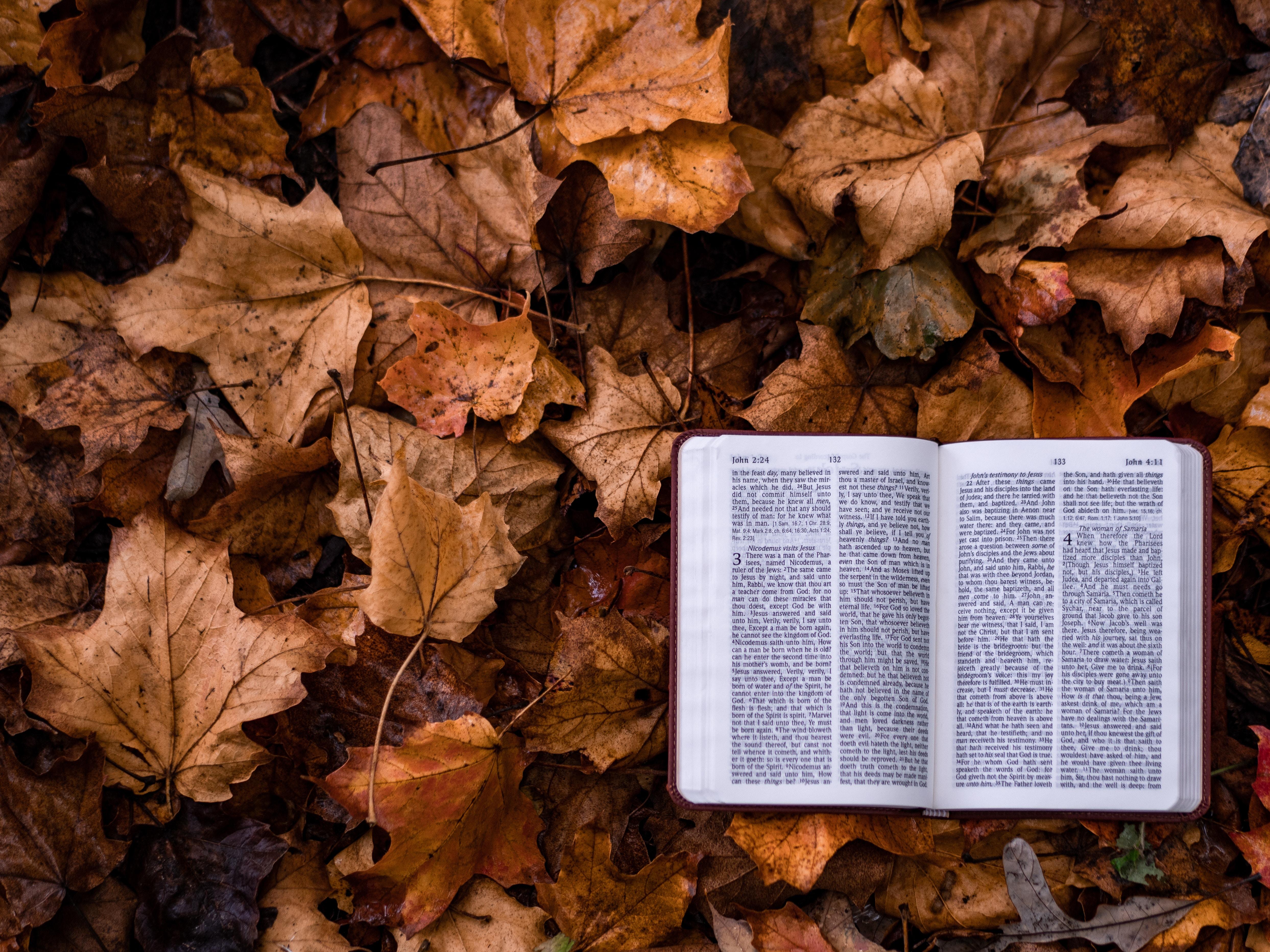 4974x3730 4974x3730 leaf, literature, leafe, study, fall, Free image, christian, worship, religion, faith, open book, scripture, read, book, bible, autumn, season, outdoors Gallery HD Wallpaper