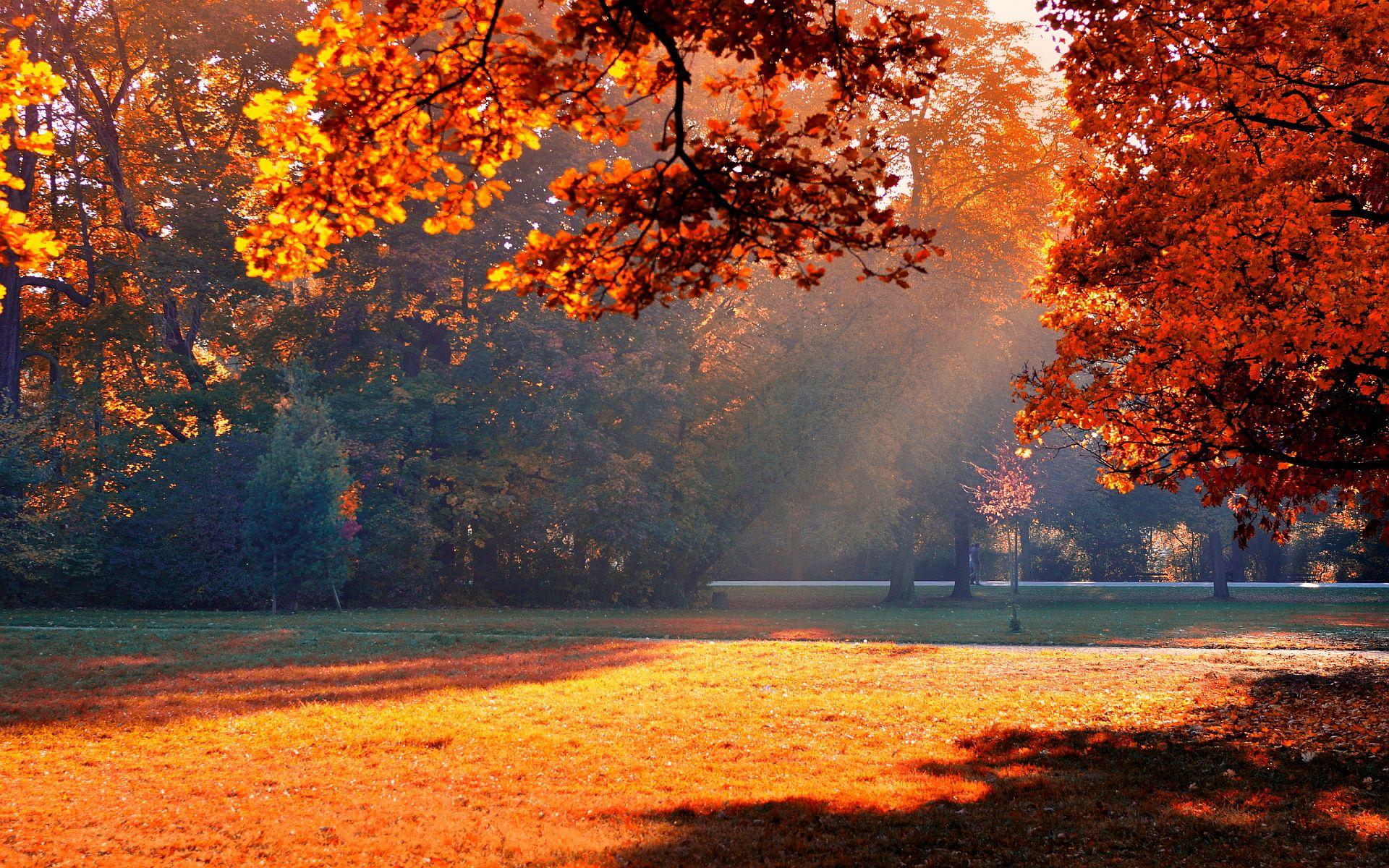 1920x1200 Autumn Park Wallpaper